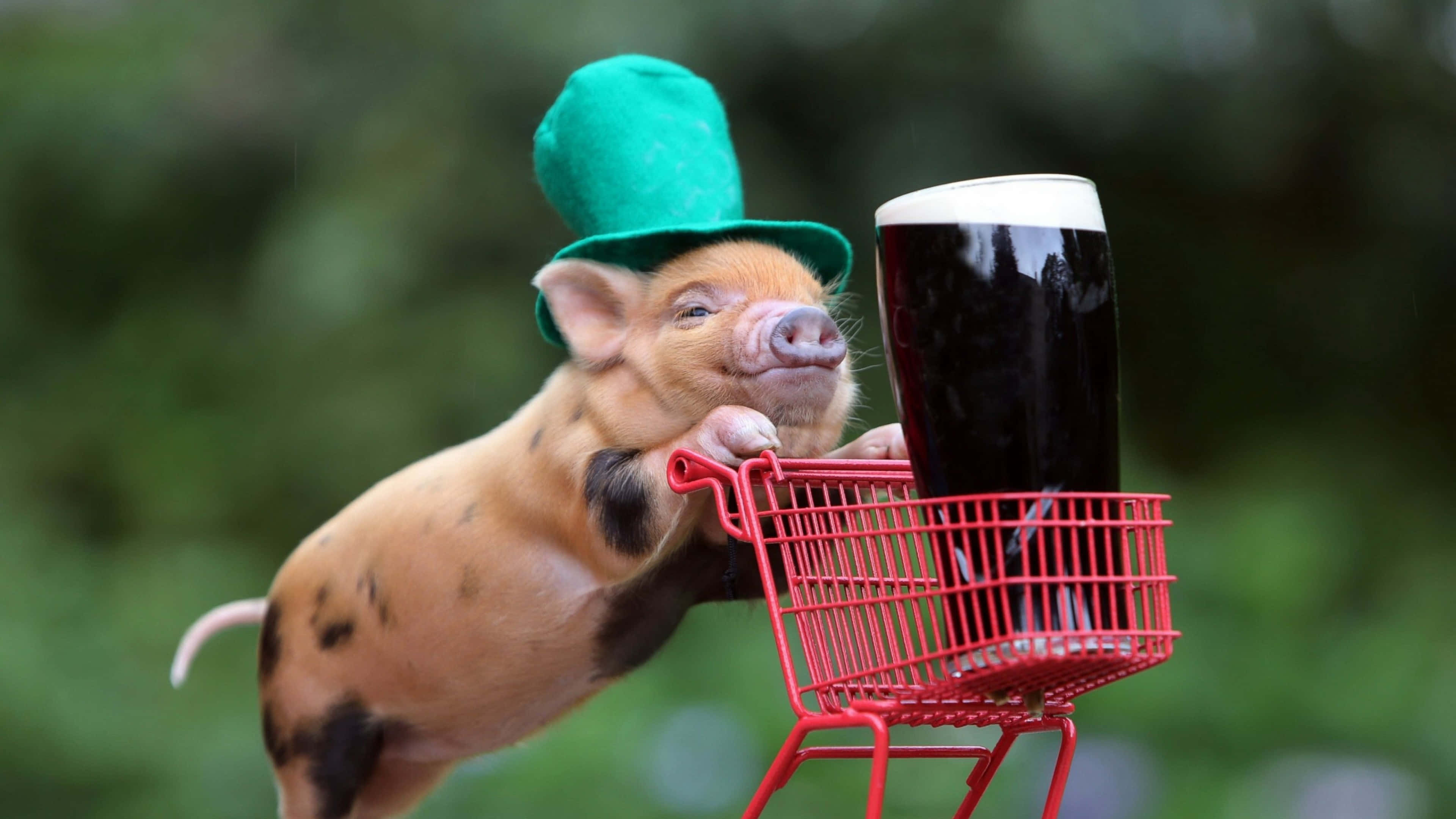 Adorable cerdito en medio de la belleza natural Fondos de pantalla