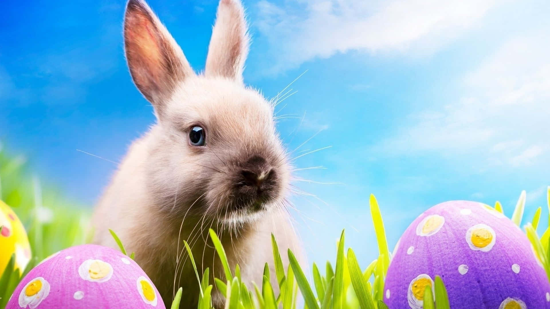 Adorable Conejito de Pascua y Huevos Coloridos sobre un Fondo Festivo Fondos de pantalla