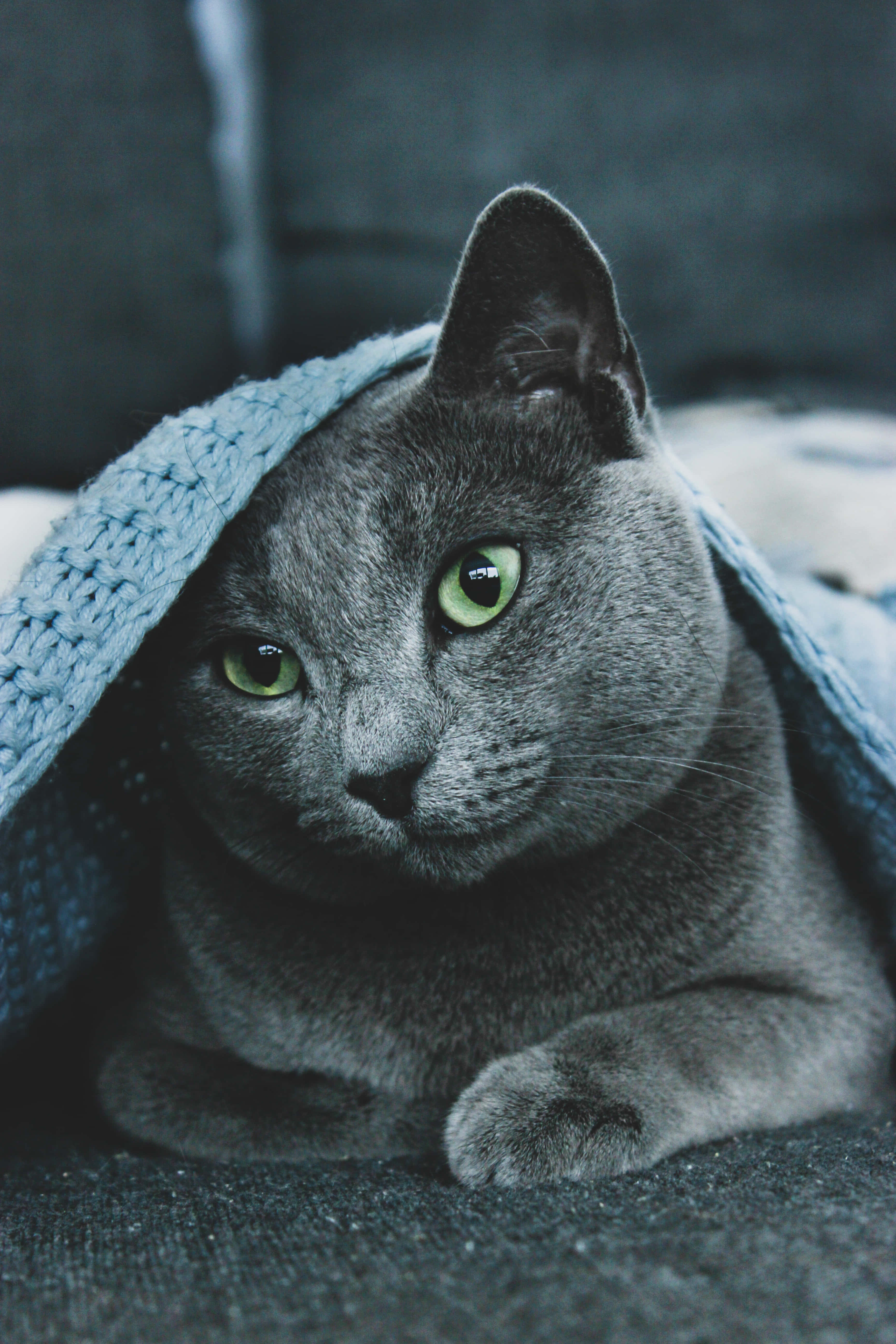 Adorable gatito azul ruso Fondos de pantalla