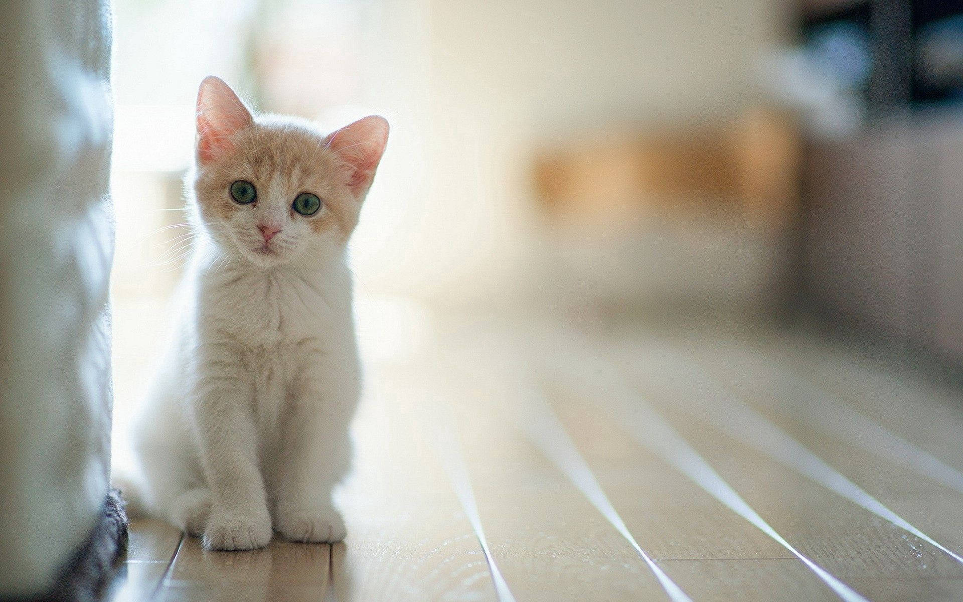 Adorable Gatito Bebé Sentado a la Luz del Sol Fondos de pantalla