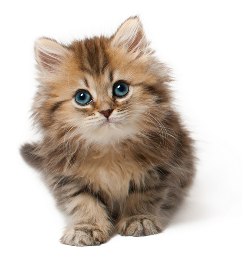 Adorable Gatito Peludo Fondos de pantalla