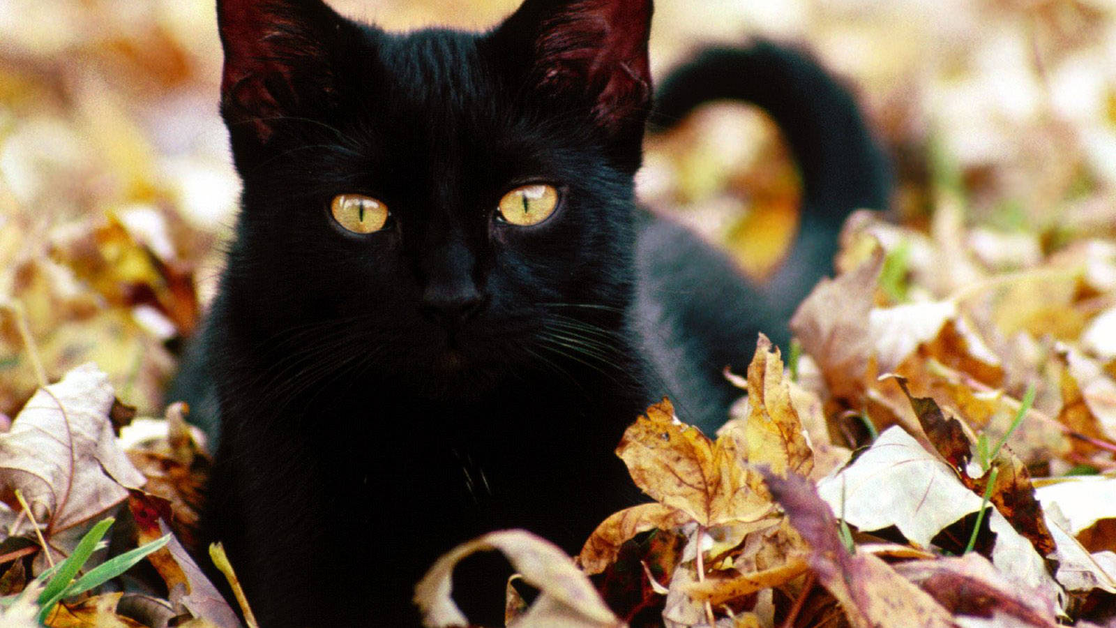 Adorable Gato Negro Descansando Fondos de pantalla