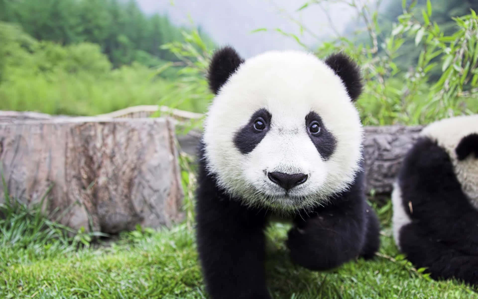 Adorable Panda Disfruta de la Naturaleza Fondos de pantalla