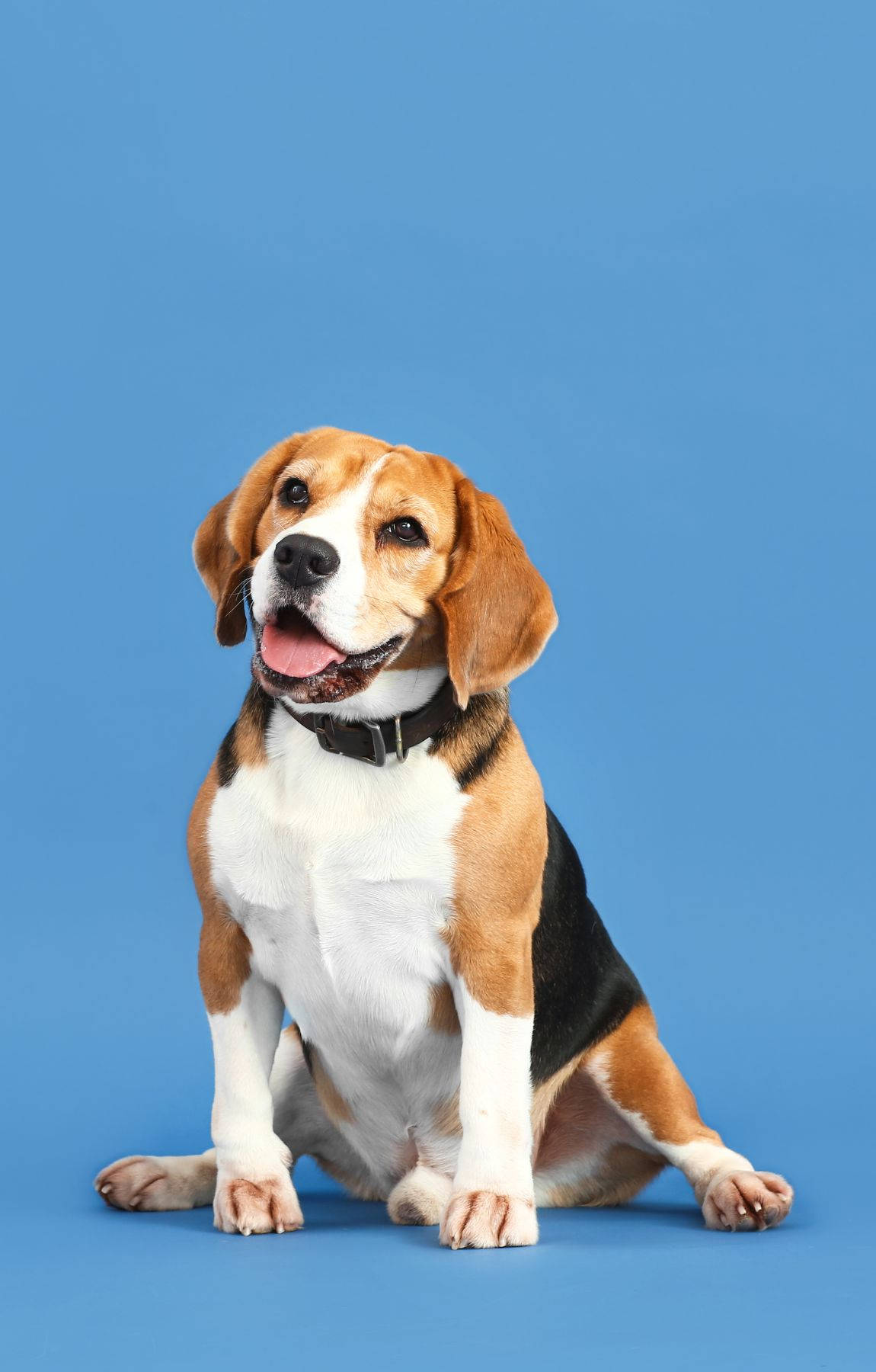 Adorable Perro Beagle sobre Fondo Azul Pastel Fondos de pantalla