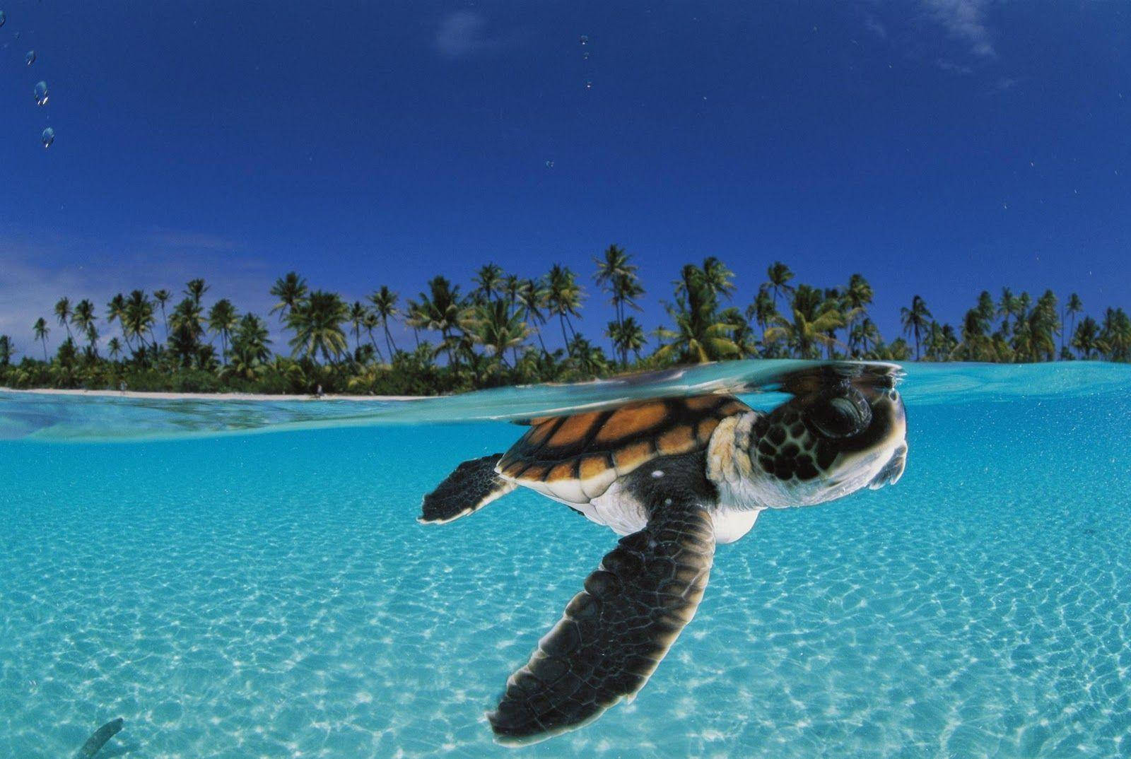 Adorable Tortuga Explorando el Mar Azul Fondos de pantalla