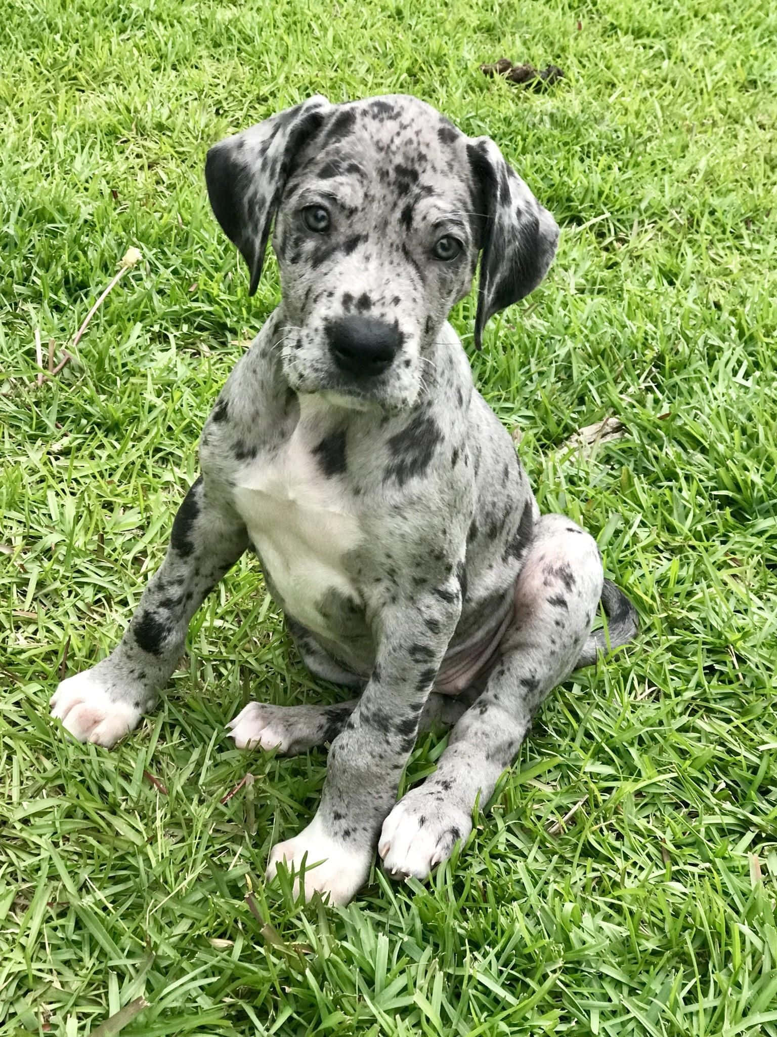 Adorables Cachorros de Gran Danés Fondos de pantalla