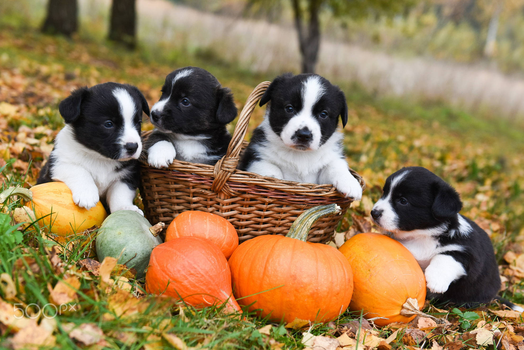 Adorables Cachorros de Halloween Disfrutando un Día en el Parque Fondos de pantalla