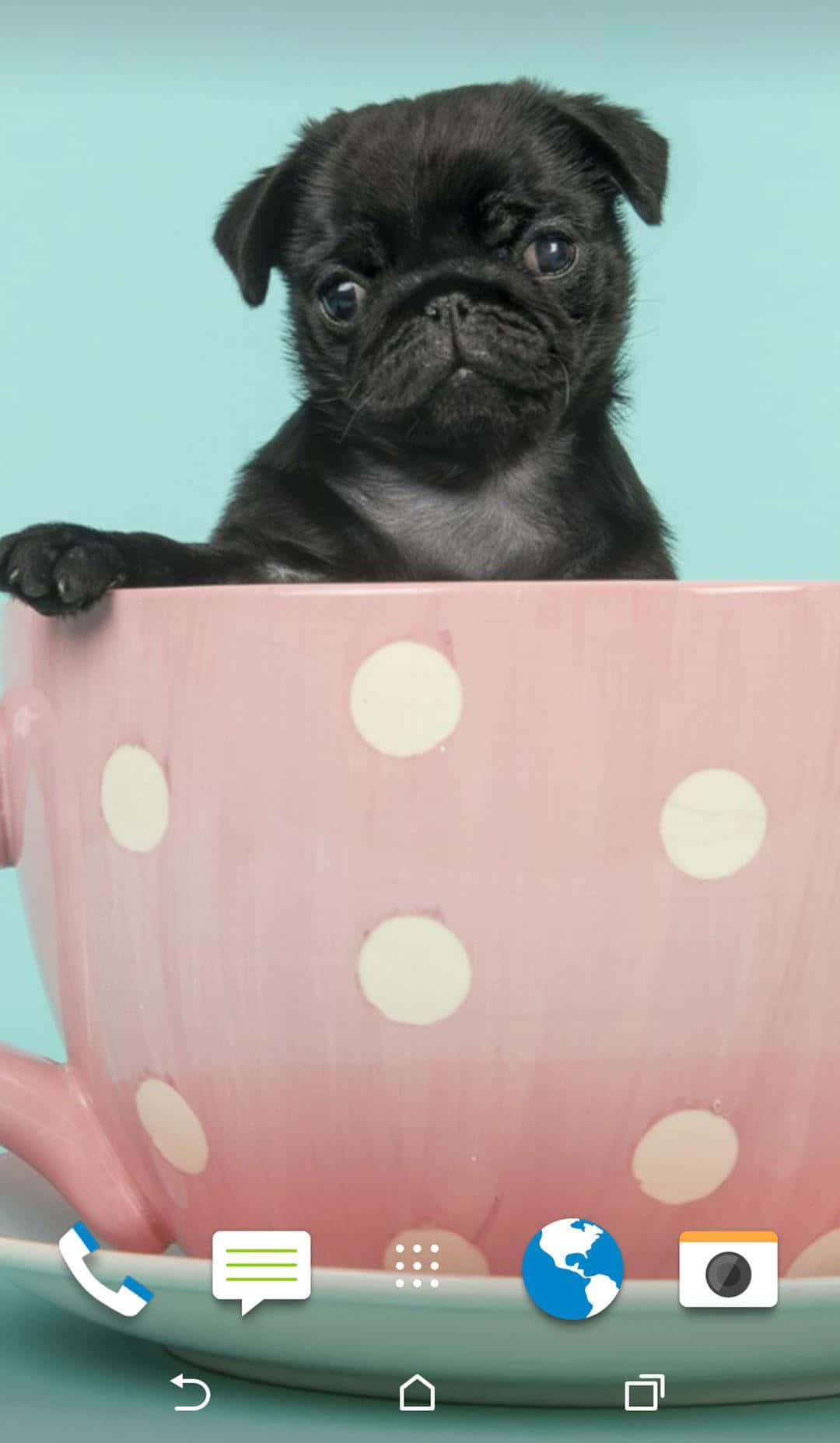 Adorables Cachorros Rosa Bebé Fondos de pantalla