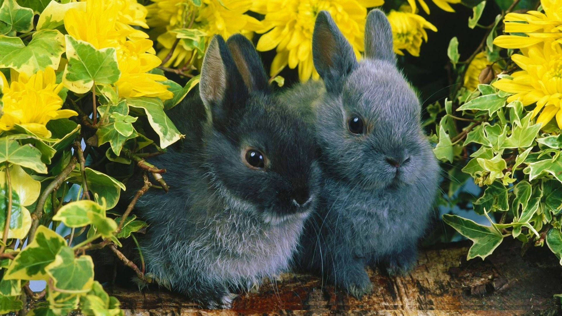 Adorables Conejos Negros Fondos de pantalla