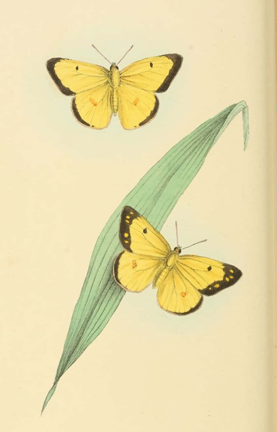 Adorables mariposas amarillas reunidas en la naturaleza Fondos de pantalla