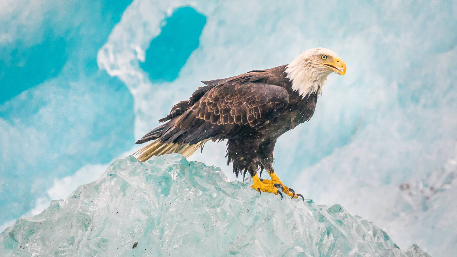 Águila en Estética Invernal Fondos de pantalla