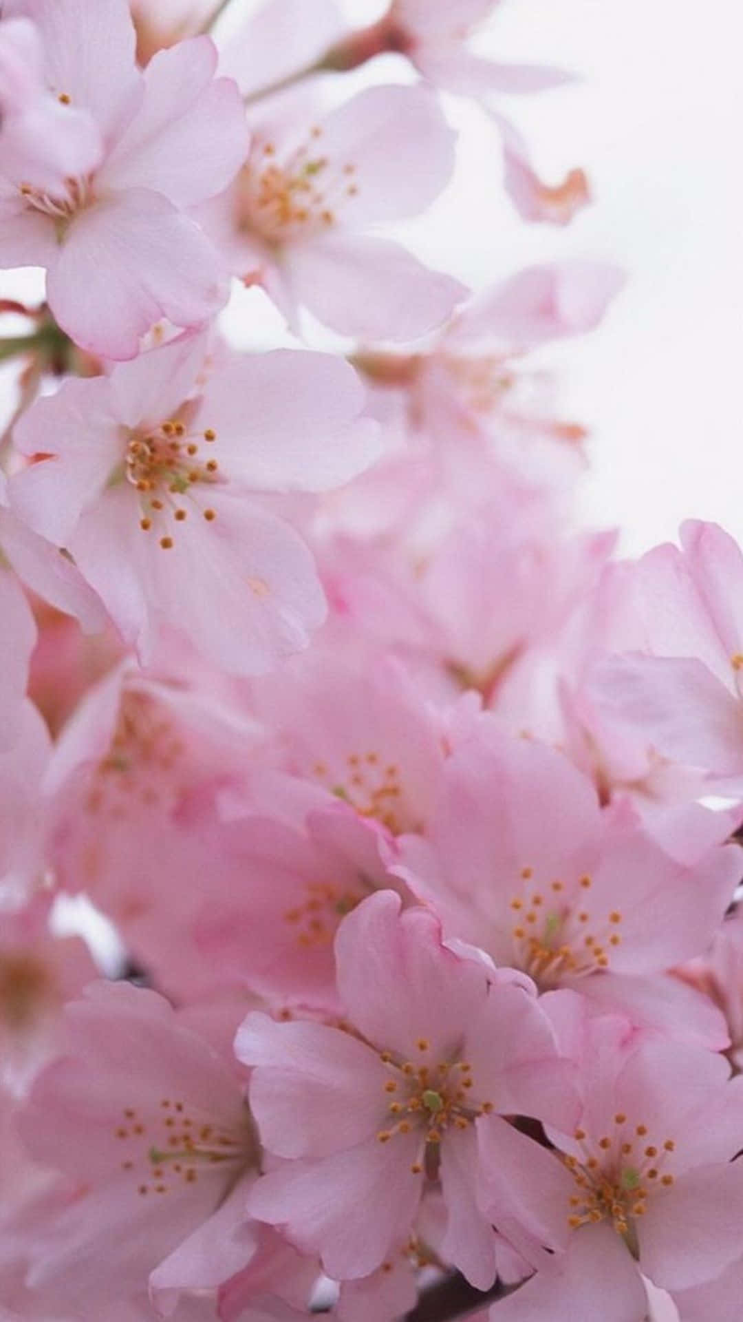 "Aire fresco: una flor vibrante brotando del vidrio del iPhone." Fondos de pantalla