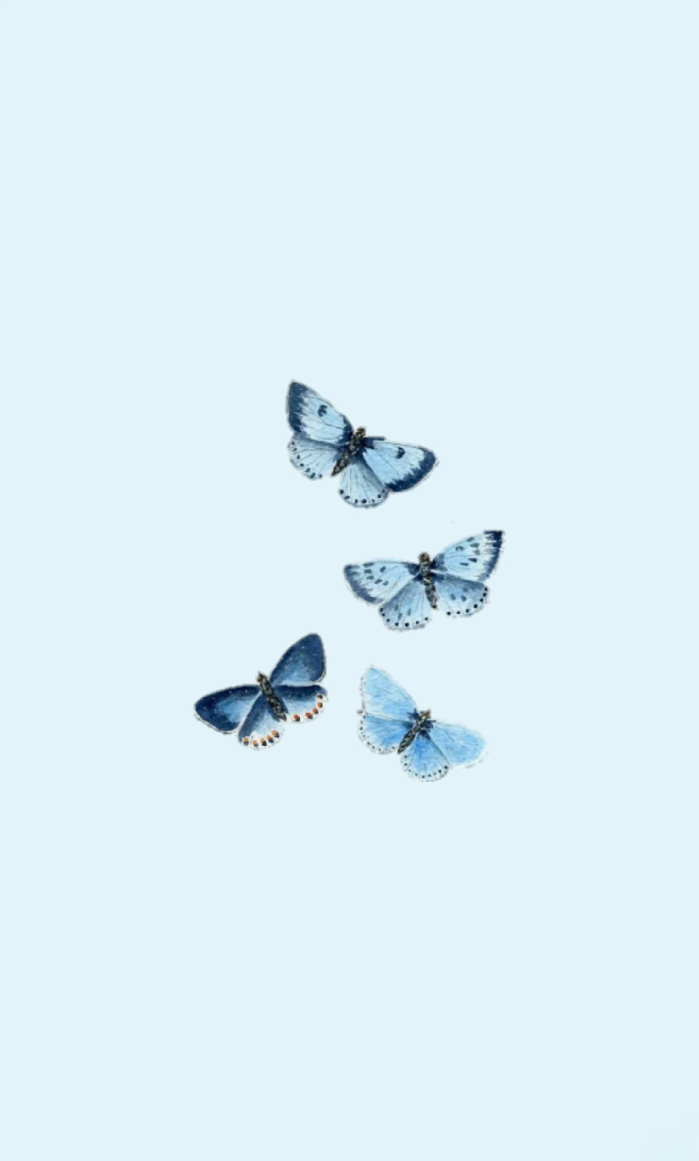Alas Azul Polvo de Estética Mariposa Fondos de pantalla