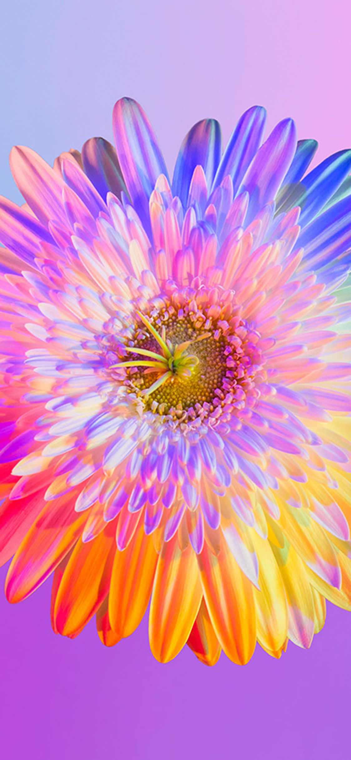 ¡Alegra tu día con este hermoso fondo de pantalla de iPhone de Flor Arcoíris! Fondos de pantalla