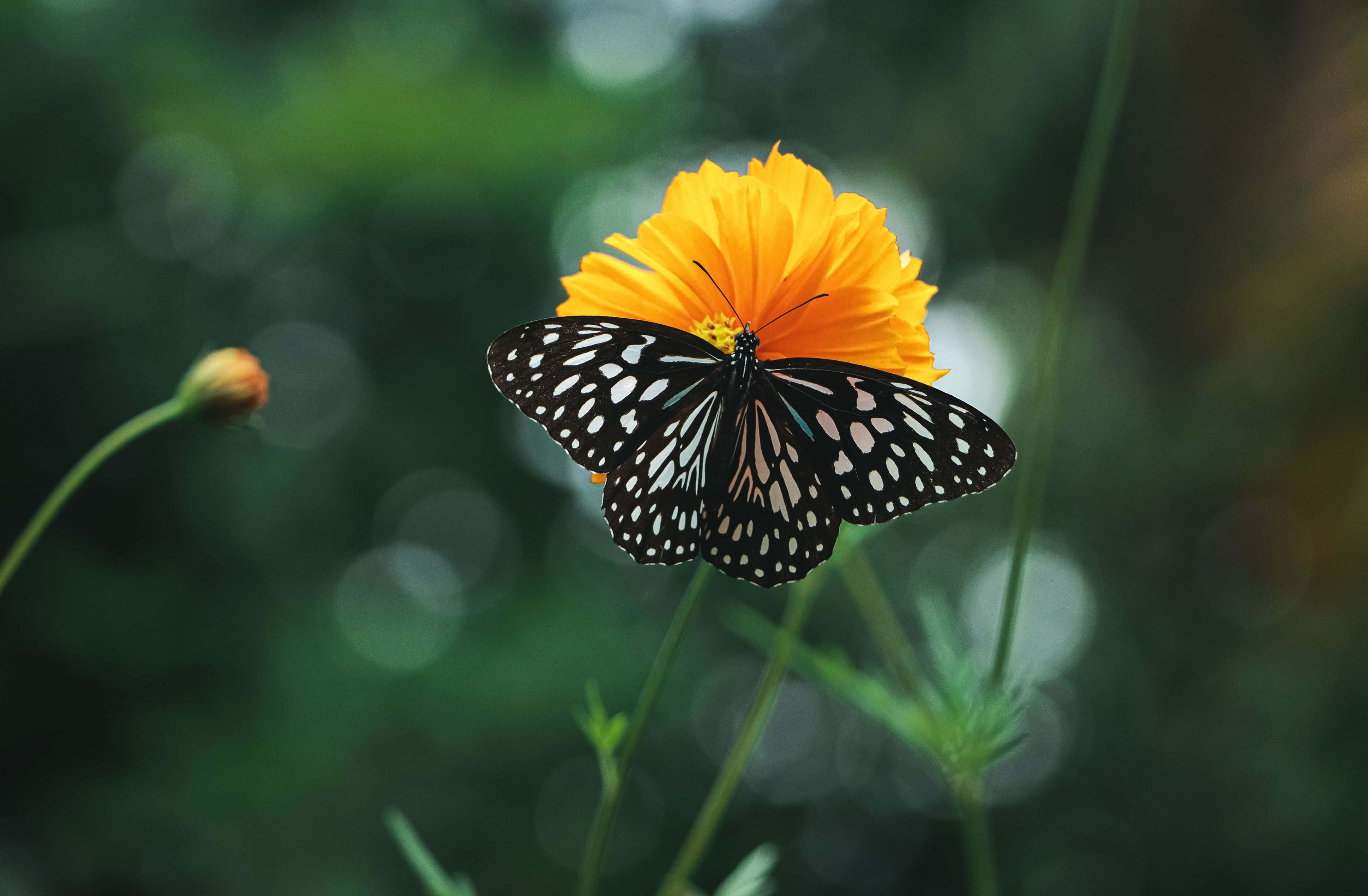 Alegra tu día con la belleza y magia de una Mariposa Monarca Fondos de pantalla