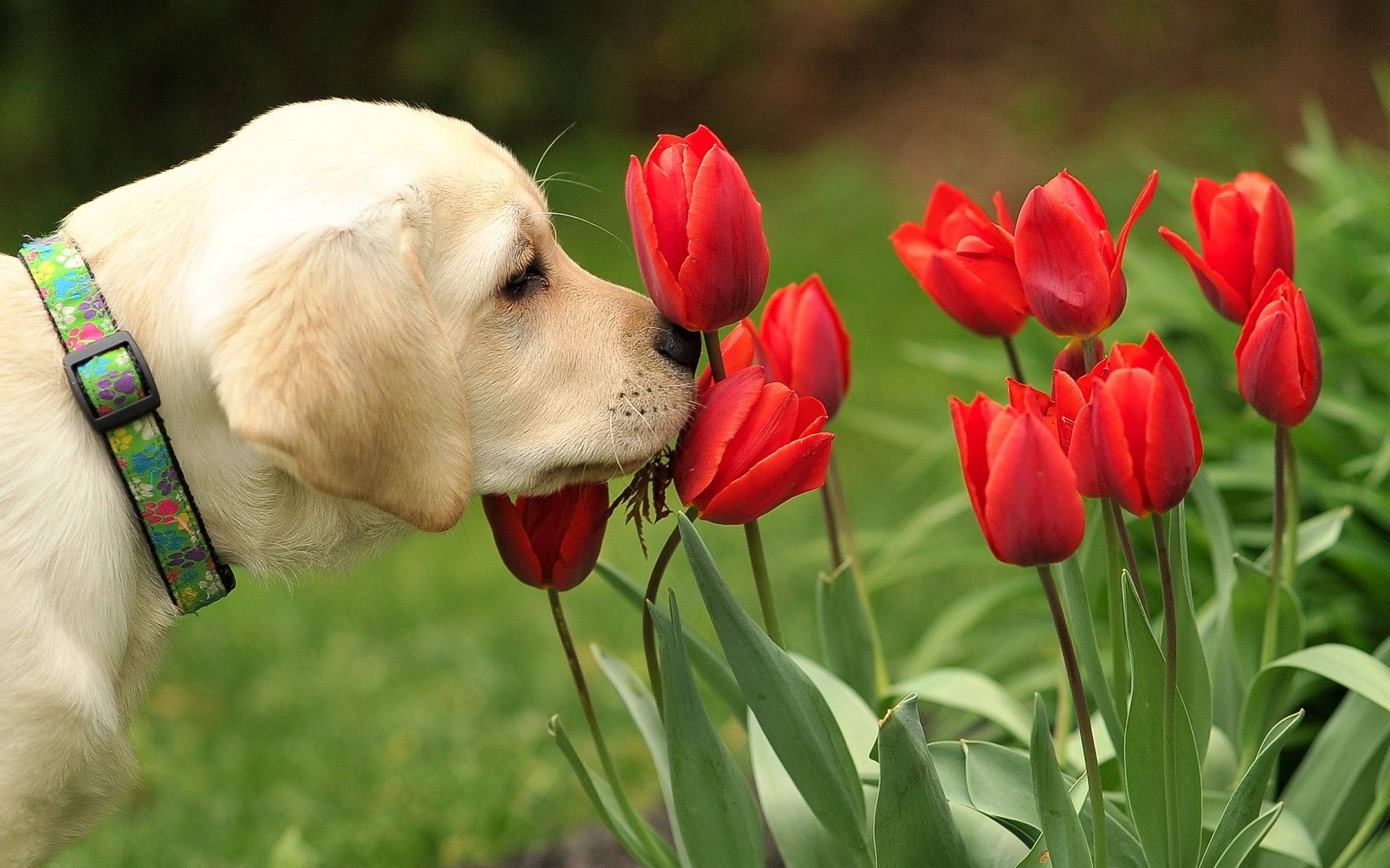 Fondo de pantalla de perro de lindo cachorro Lab oliendo tulipanes rojos en el jardín