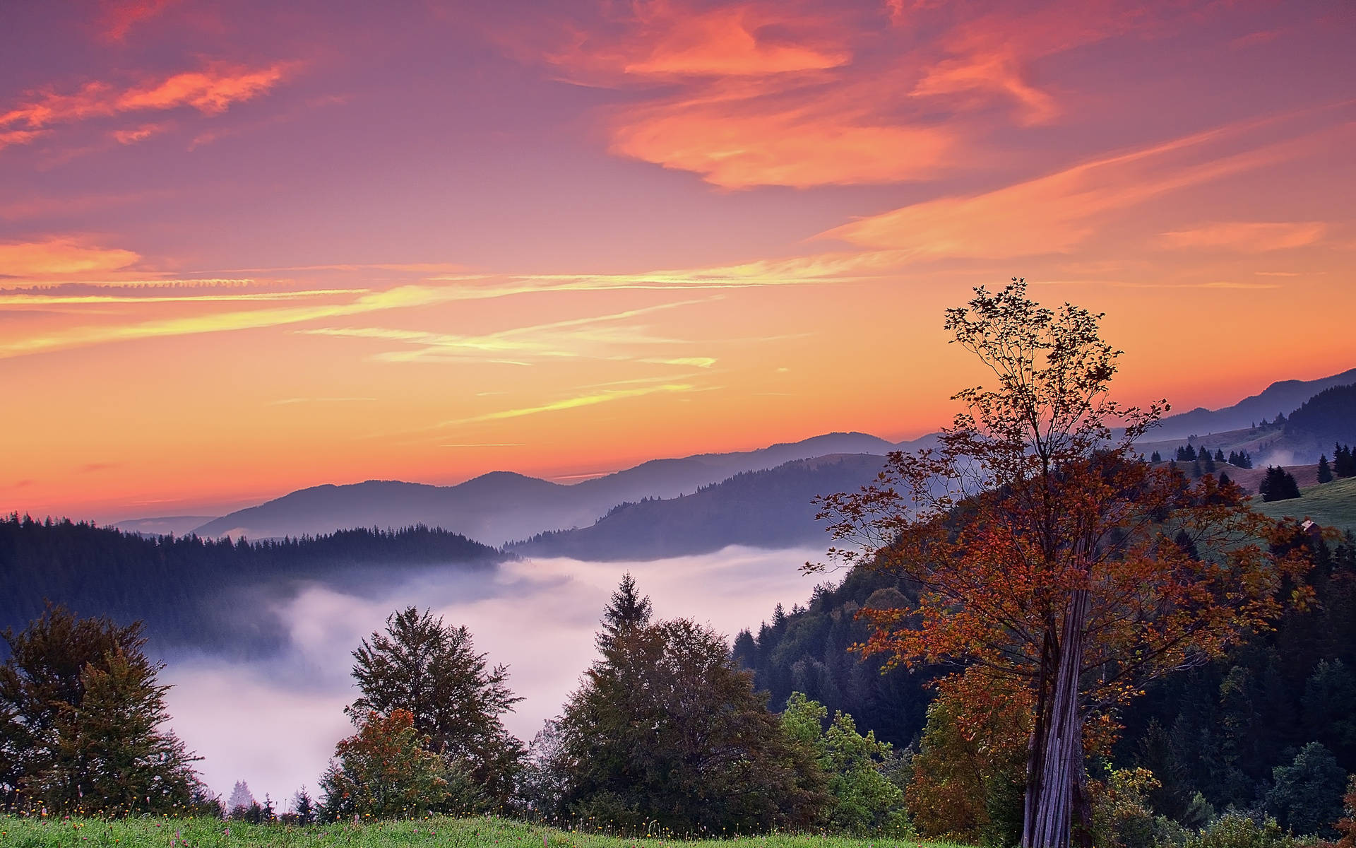 Amanecer de niebla otoñal estética para Mac Fondos de pantalla