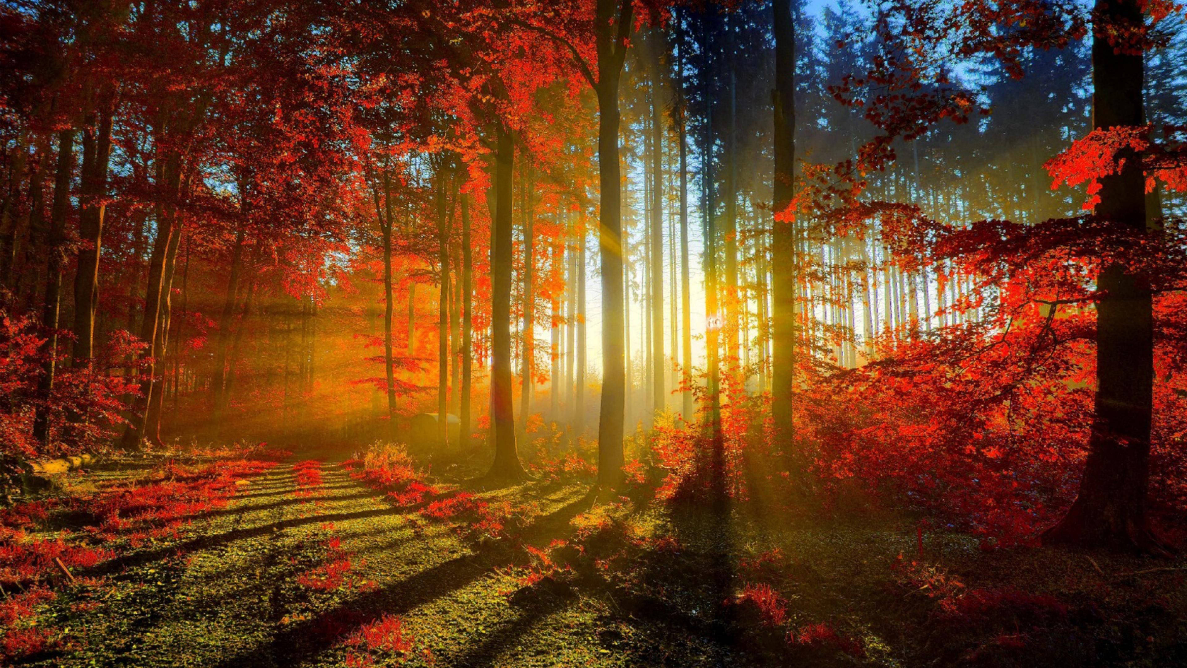 Amanecer otoñal en 4K Fondos de pantalla