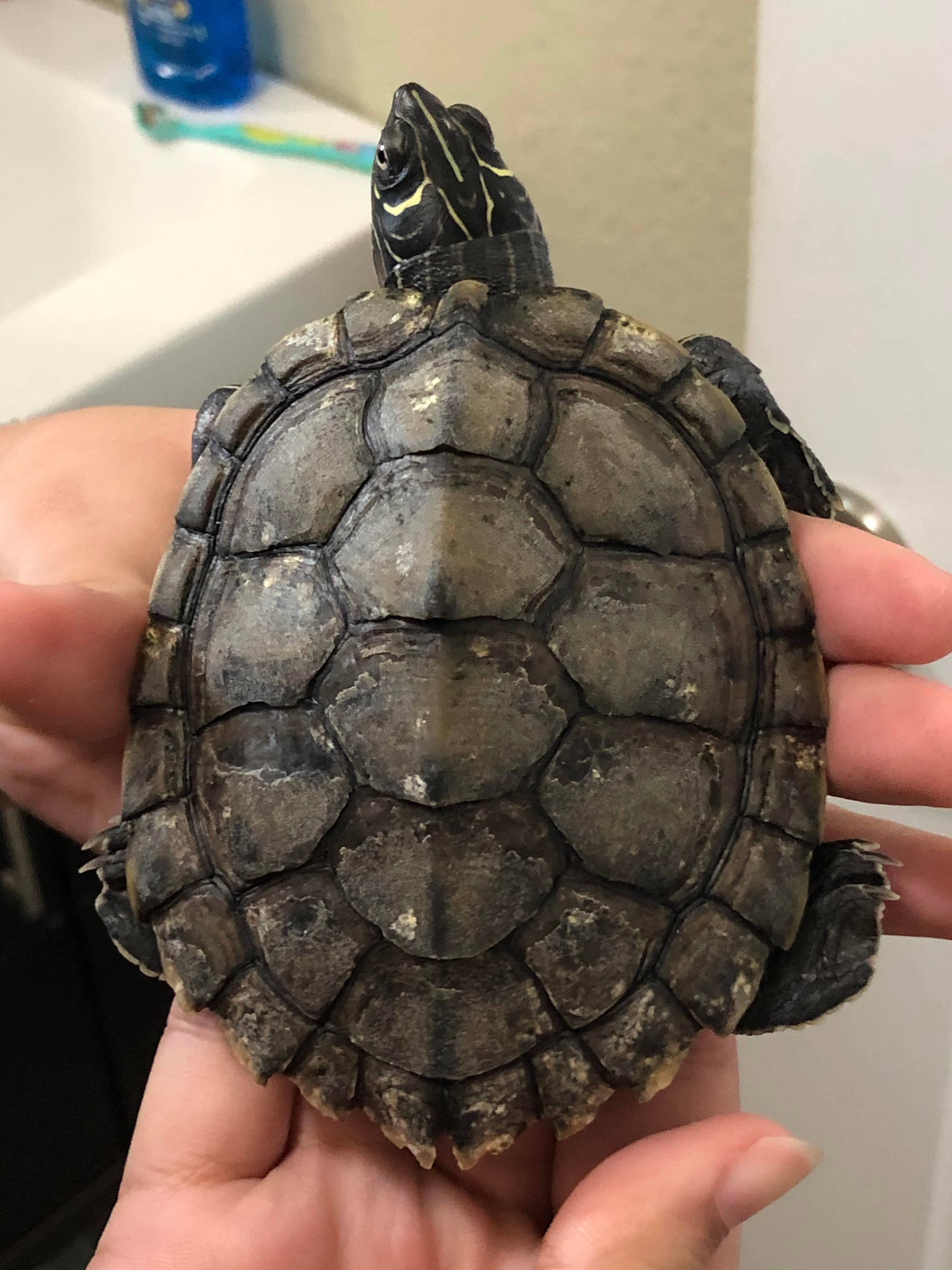 Amante de la Naturaleza Sosteniendo una Tortuga Mapache de Mississippi Fondos de pantalla
