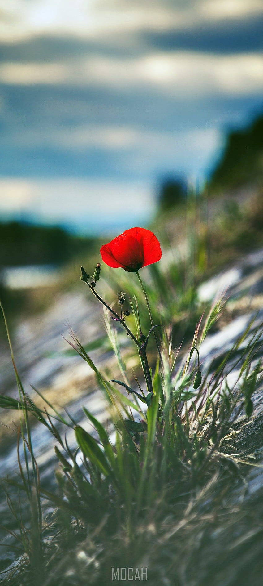 Amapola Roja Solitaria Vivo V20 Fondos de pantalla