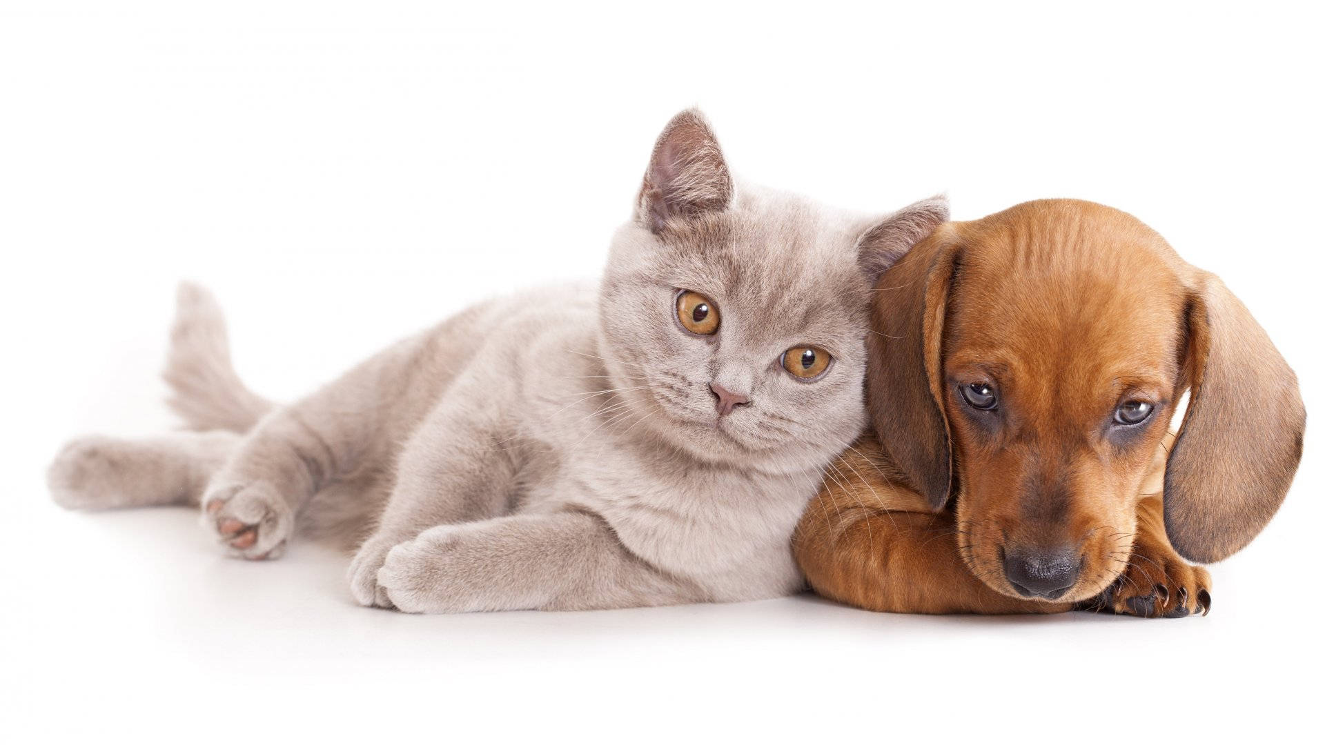 Amigos Improbables - Un Gato y un Perro Creando Vínculo Fondos de pantalla