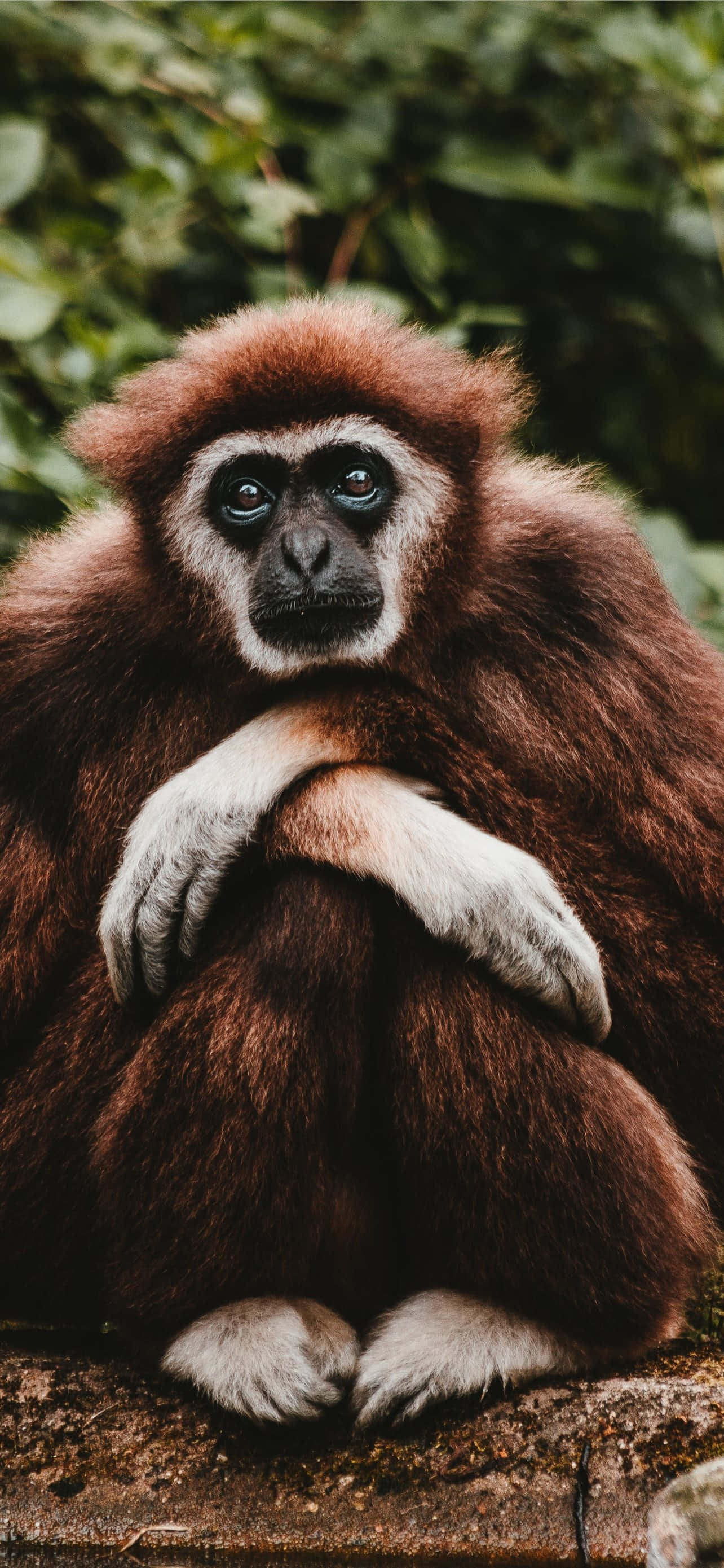 Android Gibbon te Lleva al Futuro de la Tecnología Móvil Fondos de pantalla