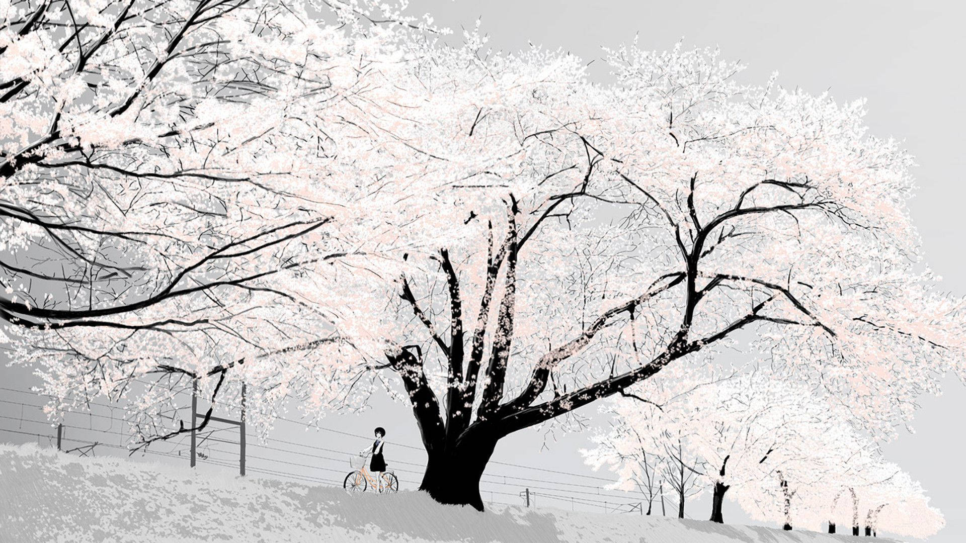 Animación Chica Anime en Blanco y Negro con Bicicleta y Cerezos en Flor Fondos de pantalla