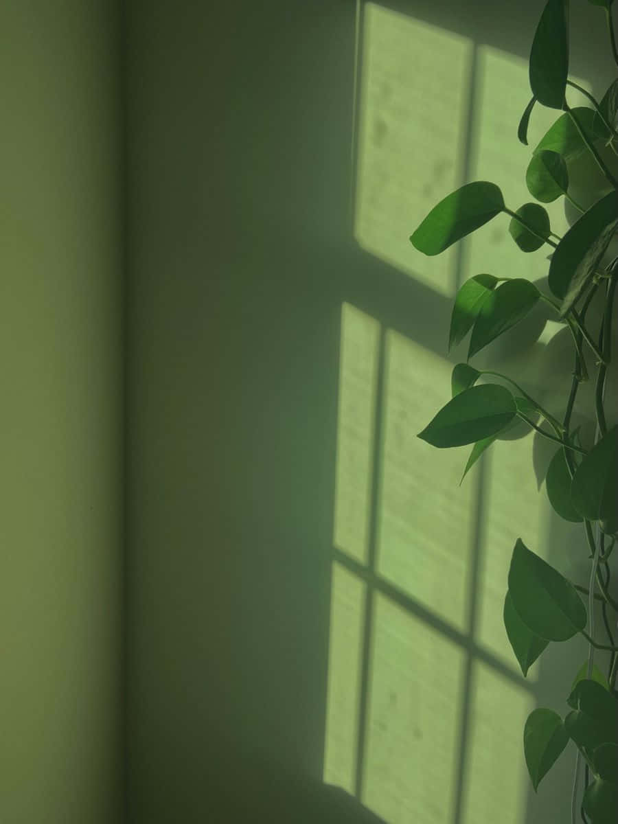 Aporta un toque de naturaleza a tu hogar con un impresionante estilo Sage Green Fondos de pantalla