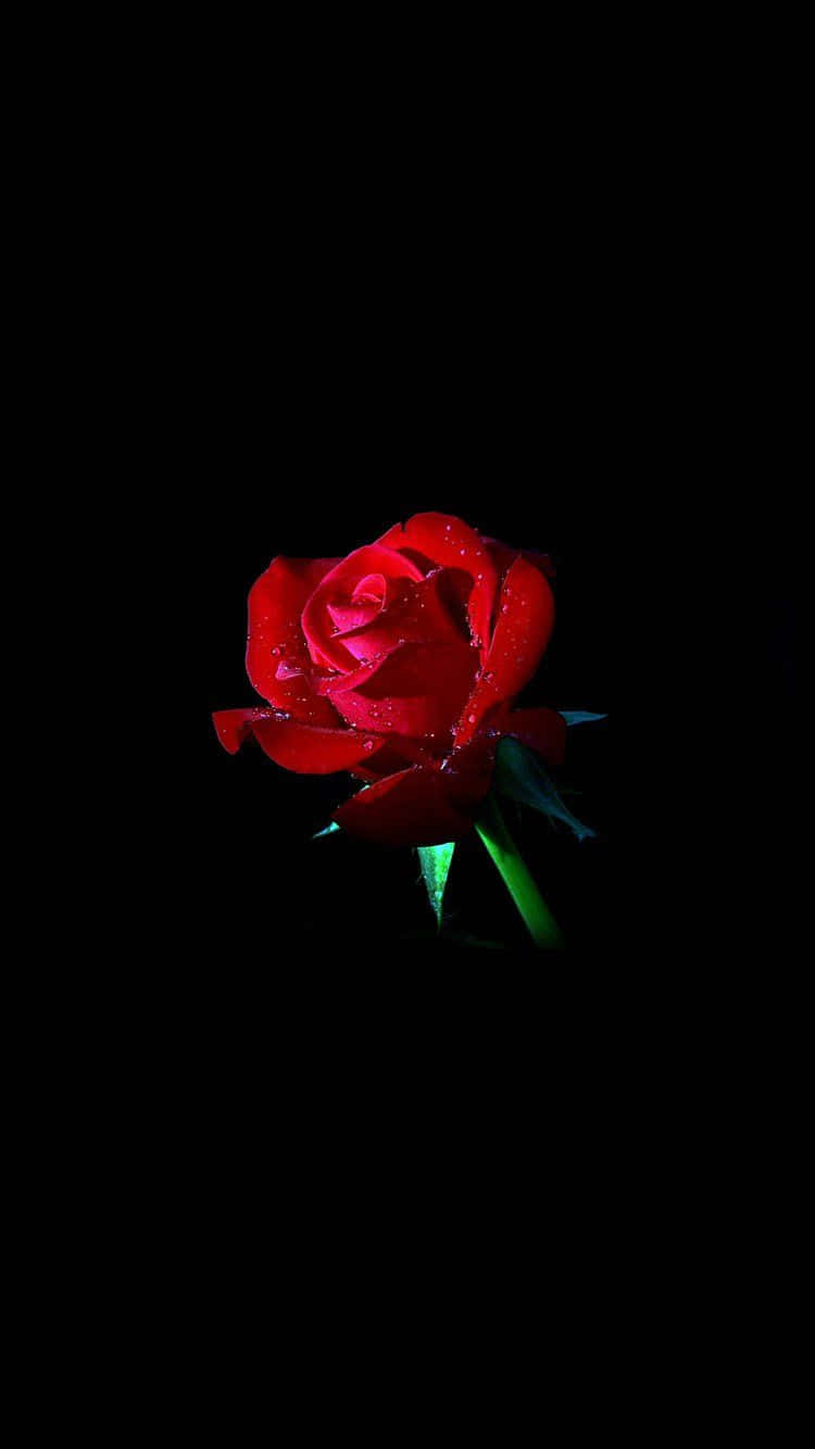 Aprecia la belleza de la naturaleza con una hermosa rosa Fondos de pantalla