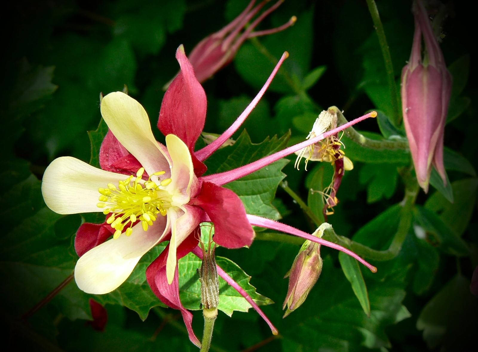 Aquilegia en Floración Nítida Fondos de pantalla