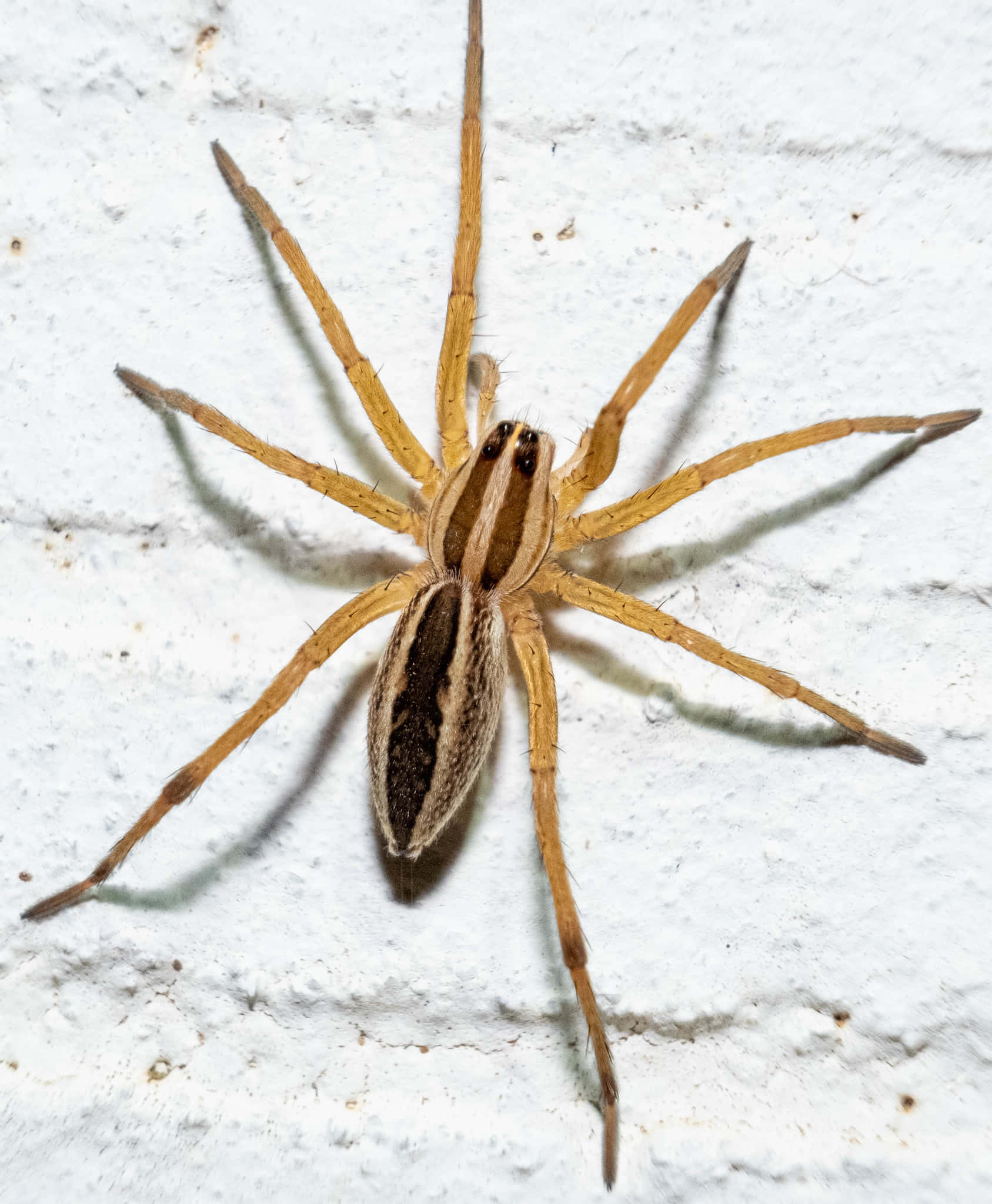 Araña lobo caminando por un pastizal Fondos de pantalla