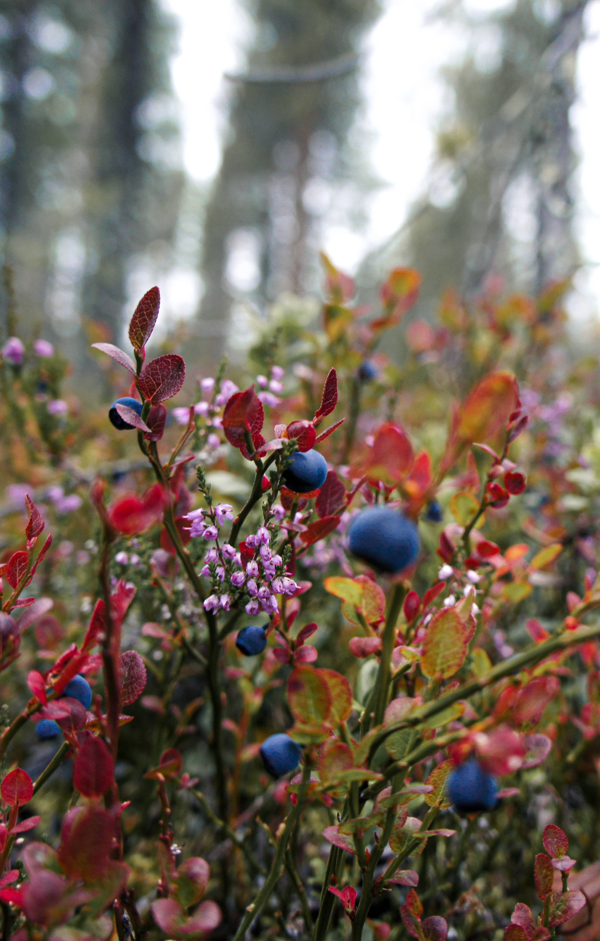 Arándanos Silvestres de Finlandia Fondos de pantalla