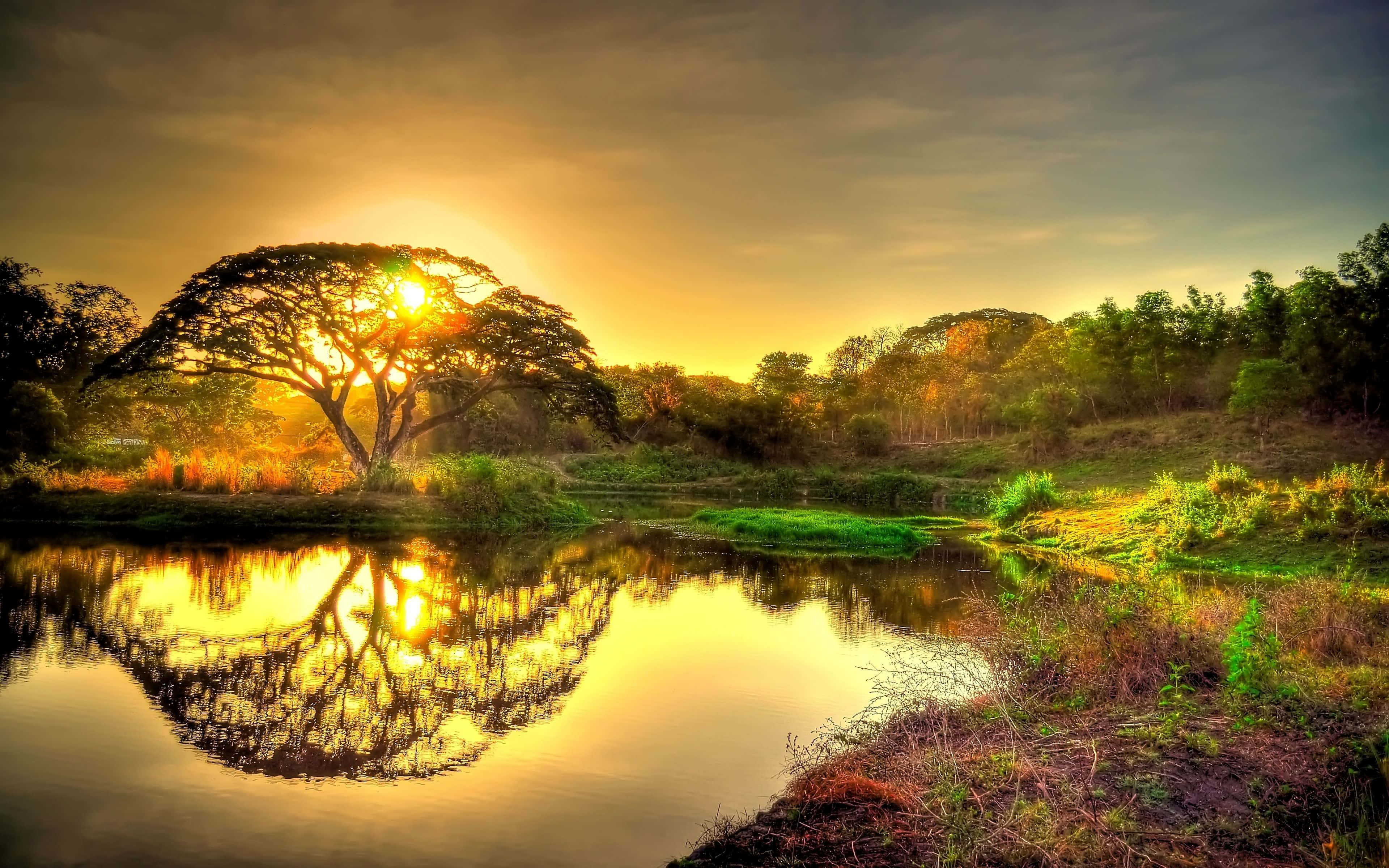 Árbol Atardecer Dorado 4K Ultra HD Paisaje Fondos de pantalla