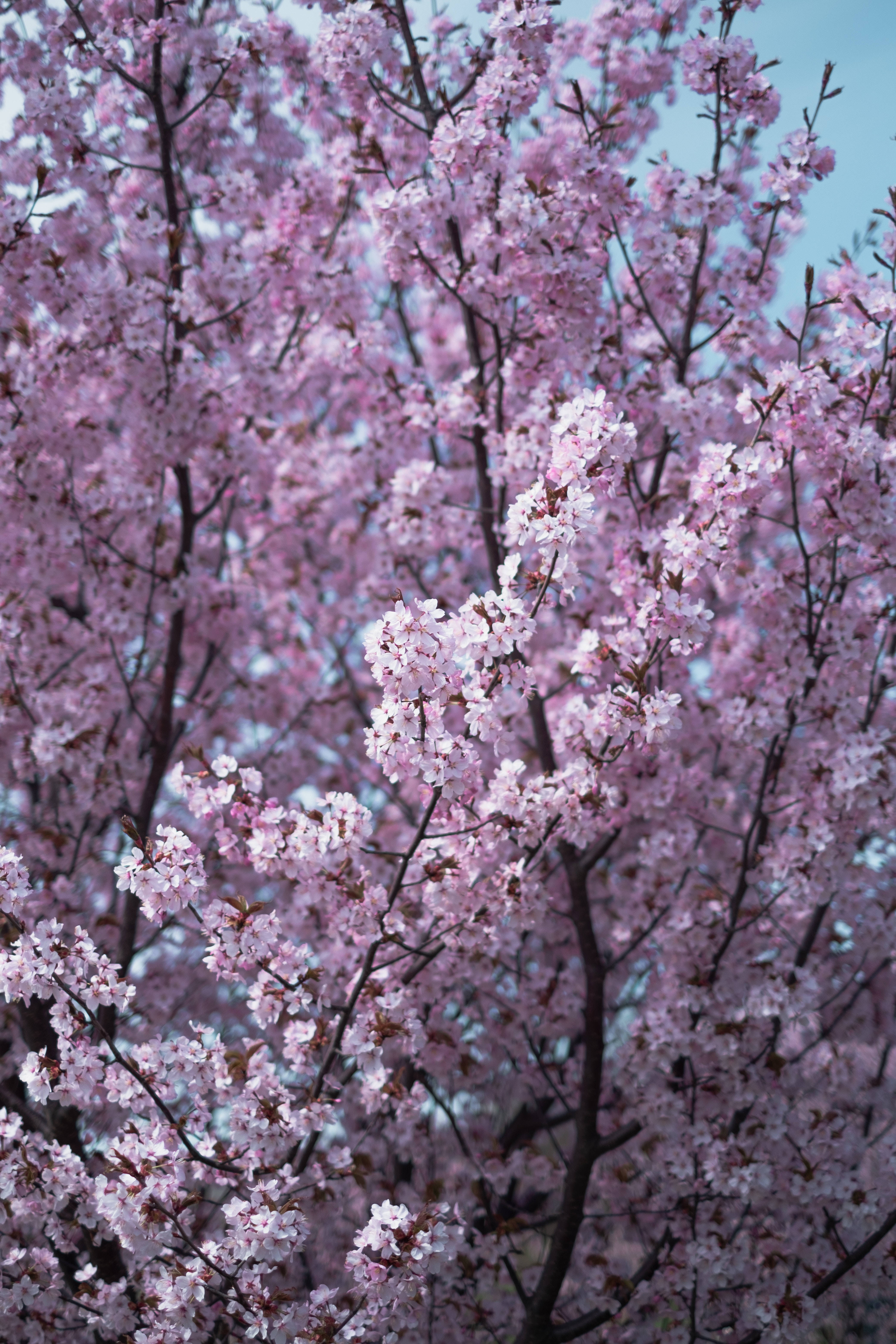 Árbol de Cerezo en Flor para Samsung S20 Ultra Fondos de pantalla
