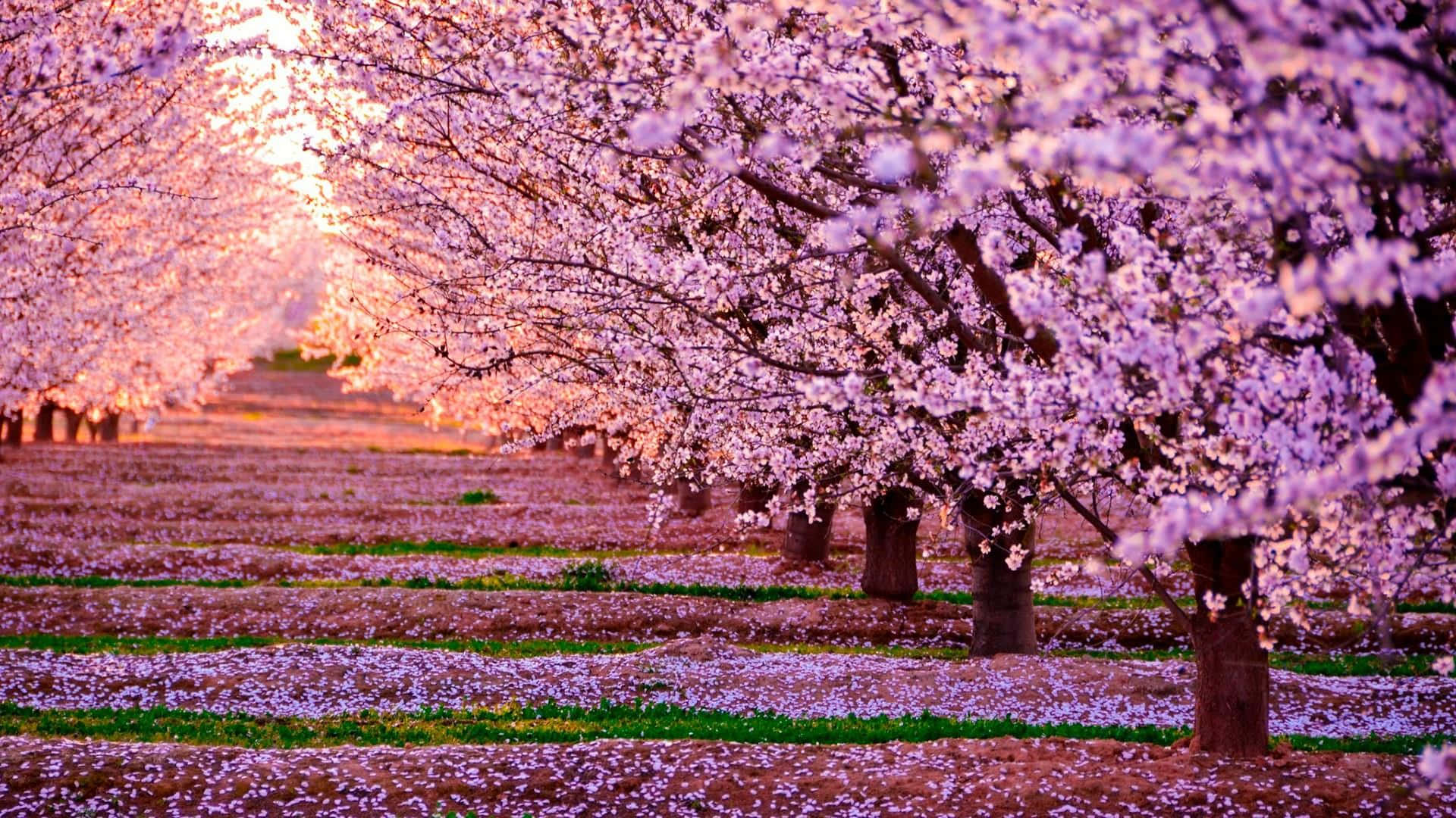 Árbol de Cerezo en Plena Floración: Una Vista Espectacular Fondos de pantalla