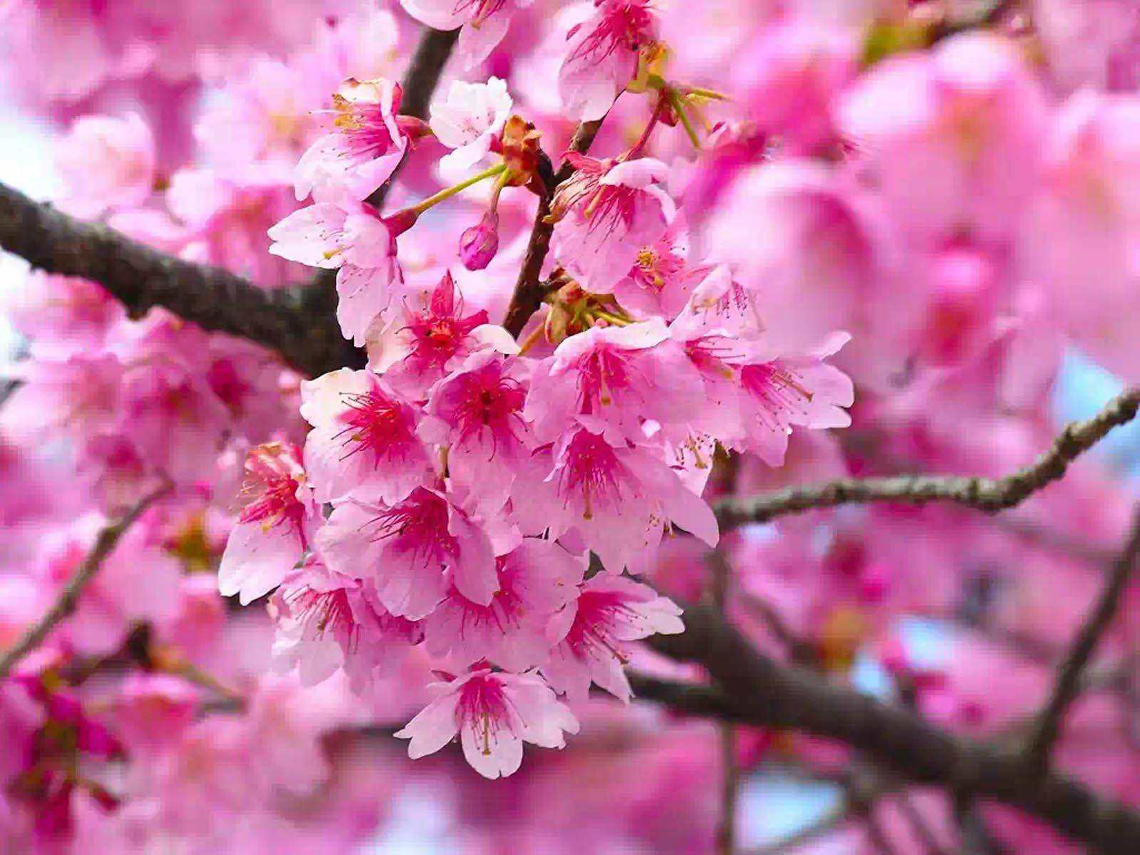 Árbol de cerezo en flor con flores rosadas — Rosa aesthetic GIF Fondos de pantalla