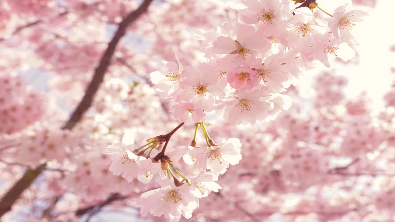 árbol de cerezo rosado con flores blancas Fondos de pantalla