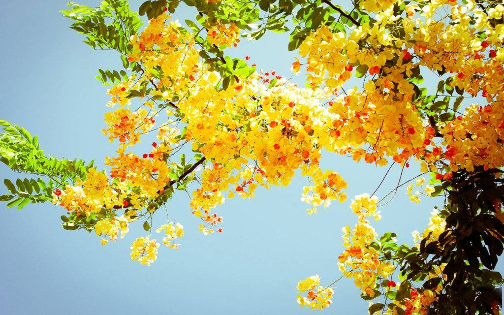 Árbol de Flores Amarillas Verano Escritorio Fondos de pantalla