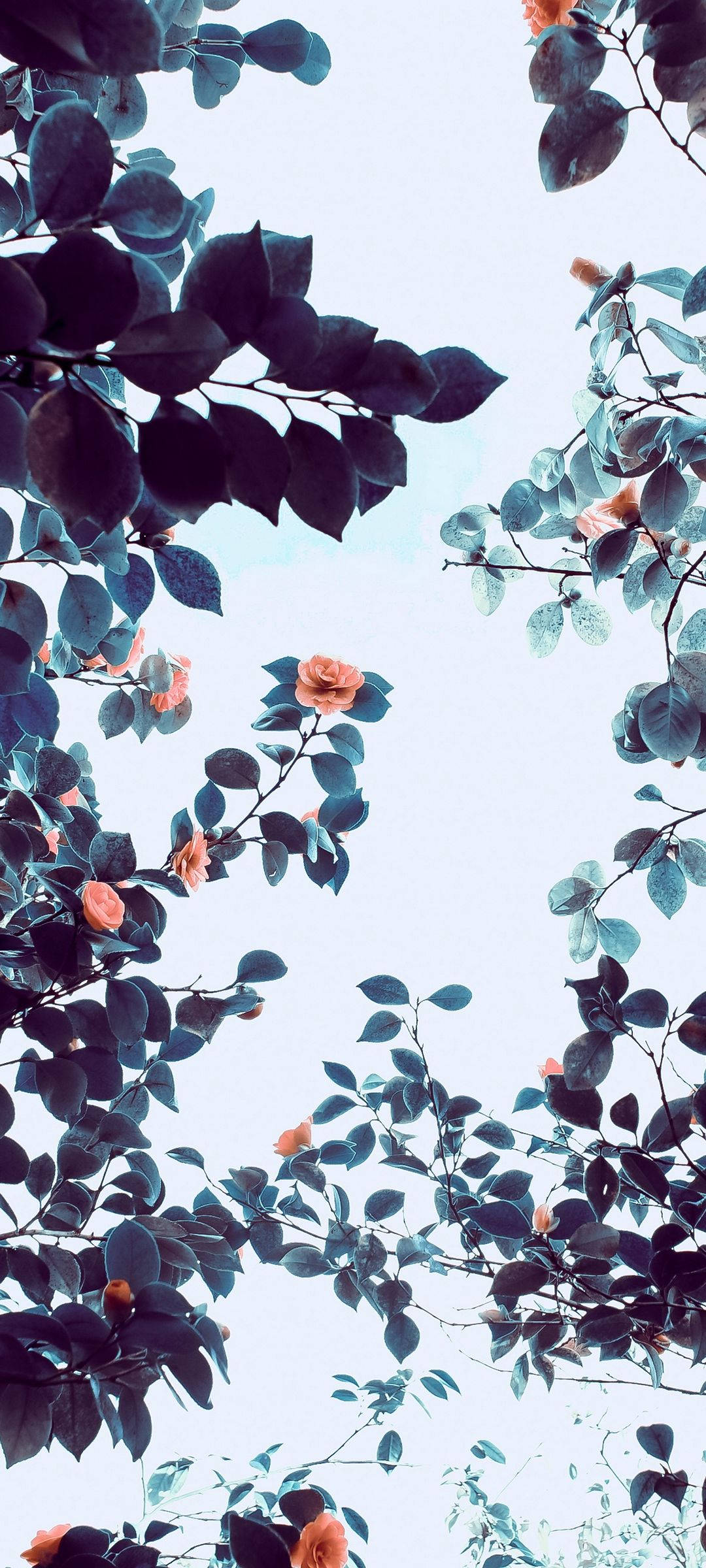Árbol de Flores Naranjas Vivo V20 Fondos de pantalla