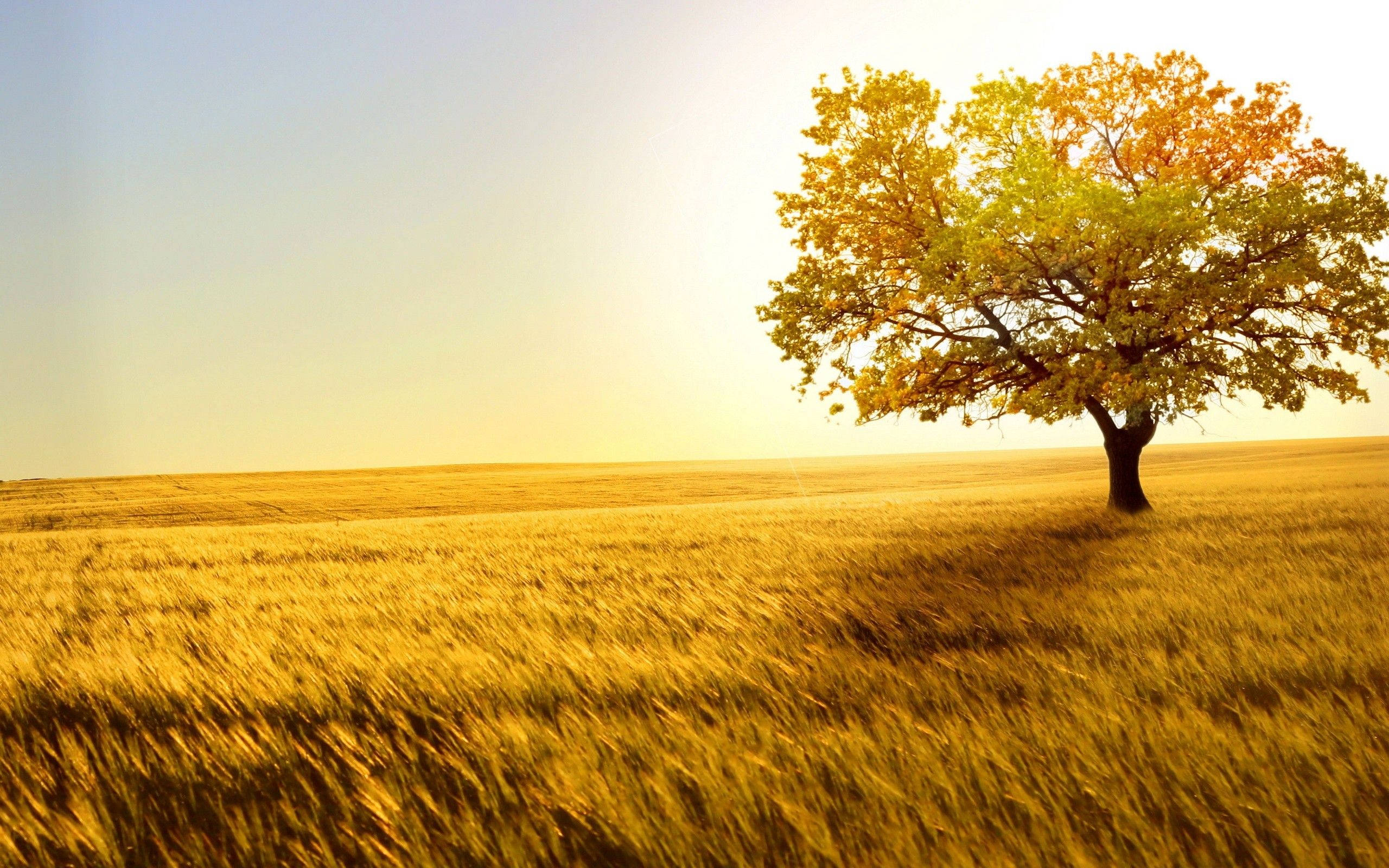 Árbol de Naturaleza 4K Fondos de pantalla