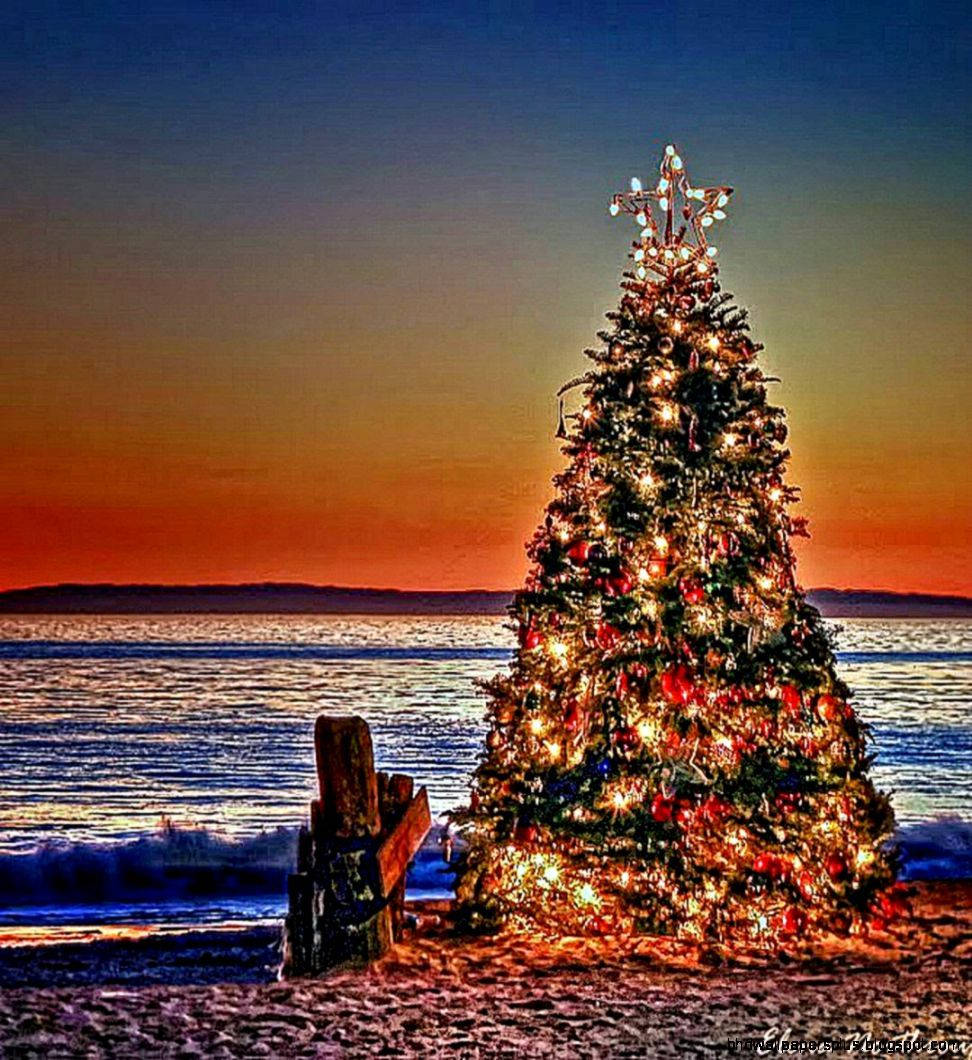 Árbol de Navidad Australiano Durante el Atardecer Fondos de pantalla