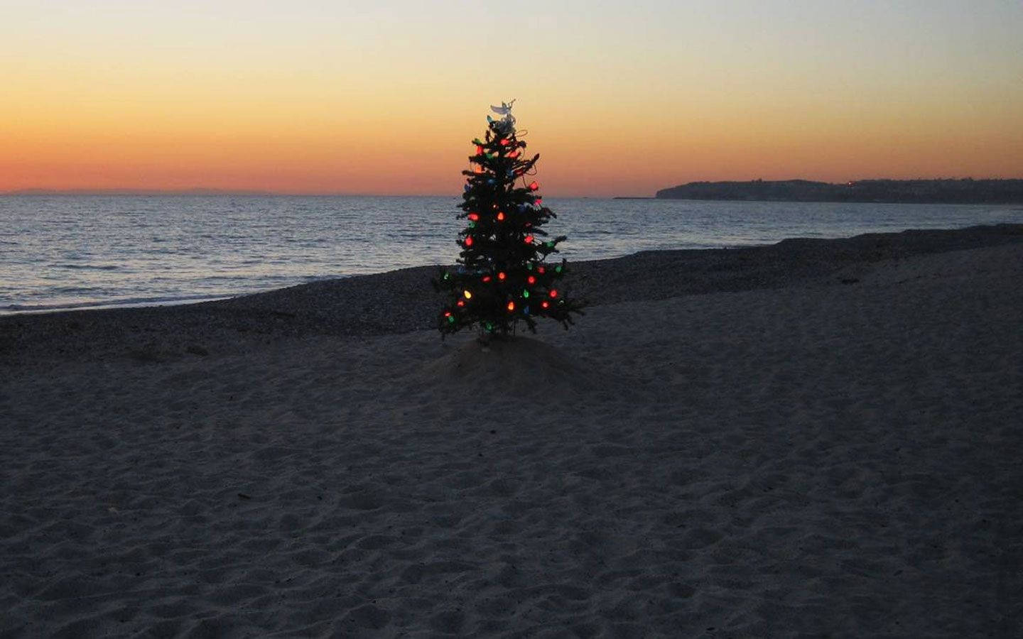 Árbol de Navidad Australiano en la Playa Fondos de pantalla