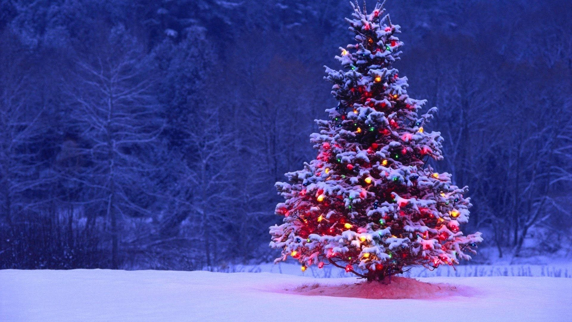Árbol de Pino Navideño de Invierno Fondos de pantalla