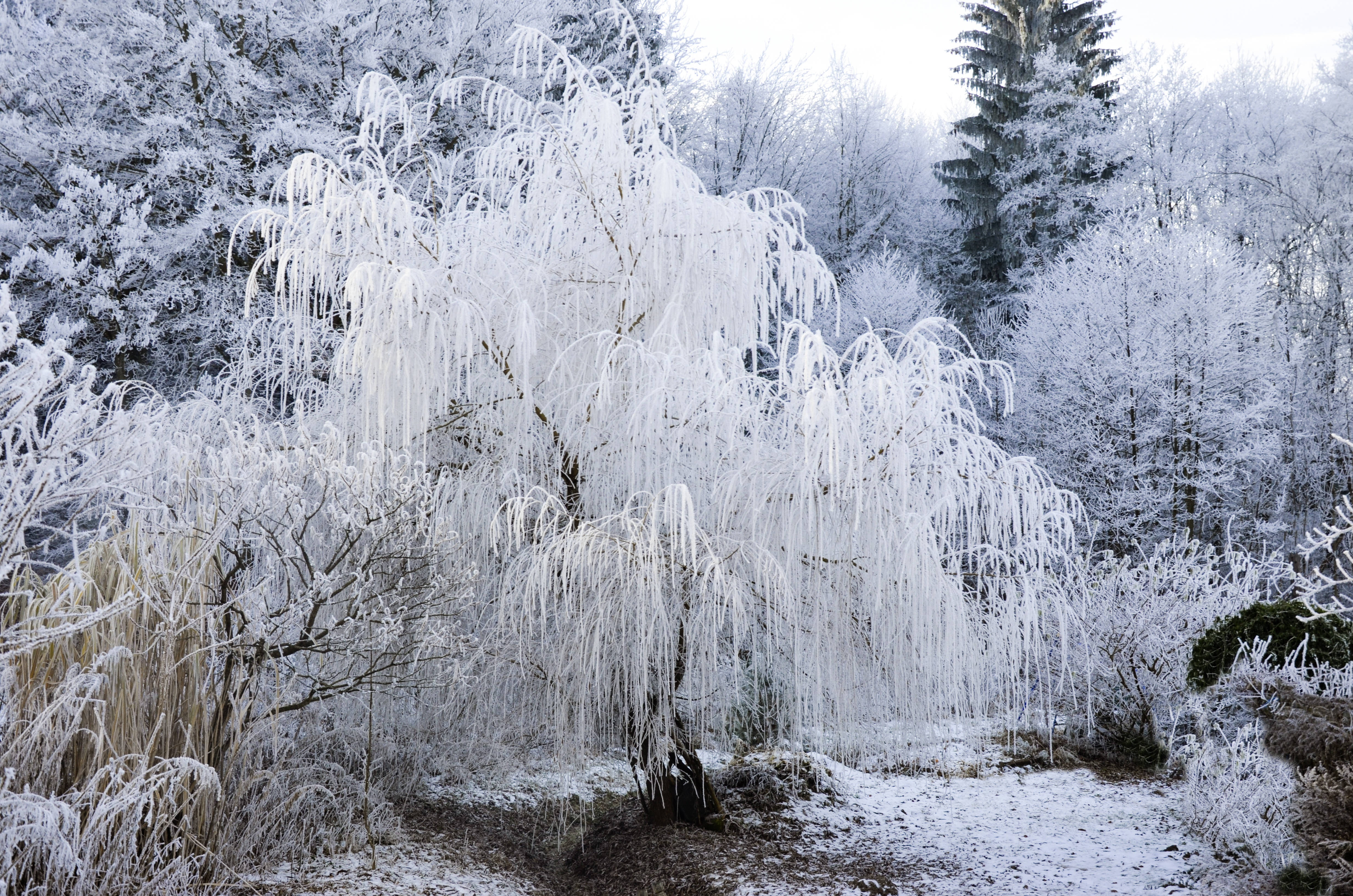 Árbol de Sauce con Estética Nevada Fondos de pantalla