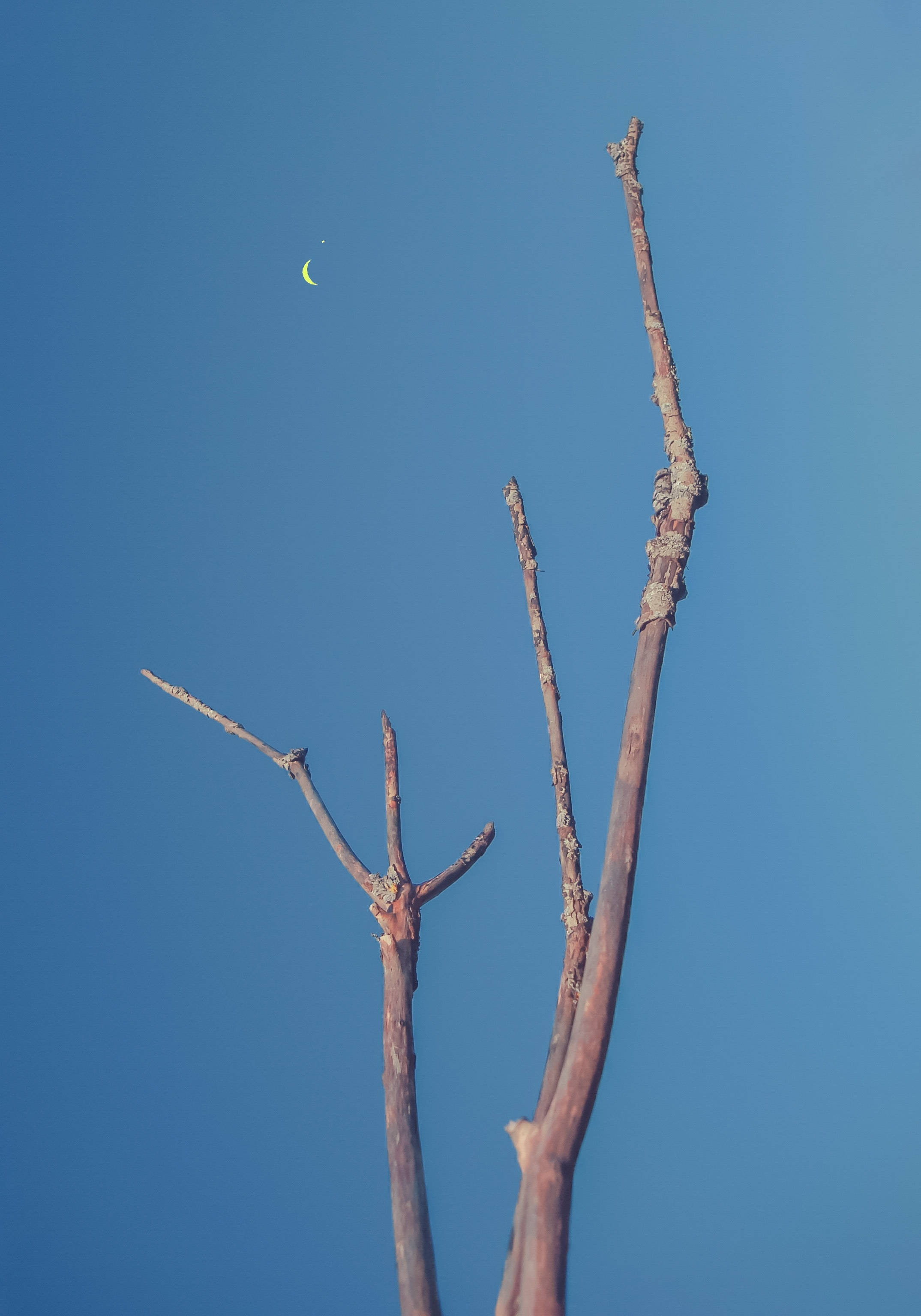 Árbol desnudo apuntando a la luna creciente Fondos de pantalla