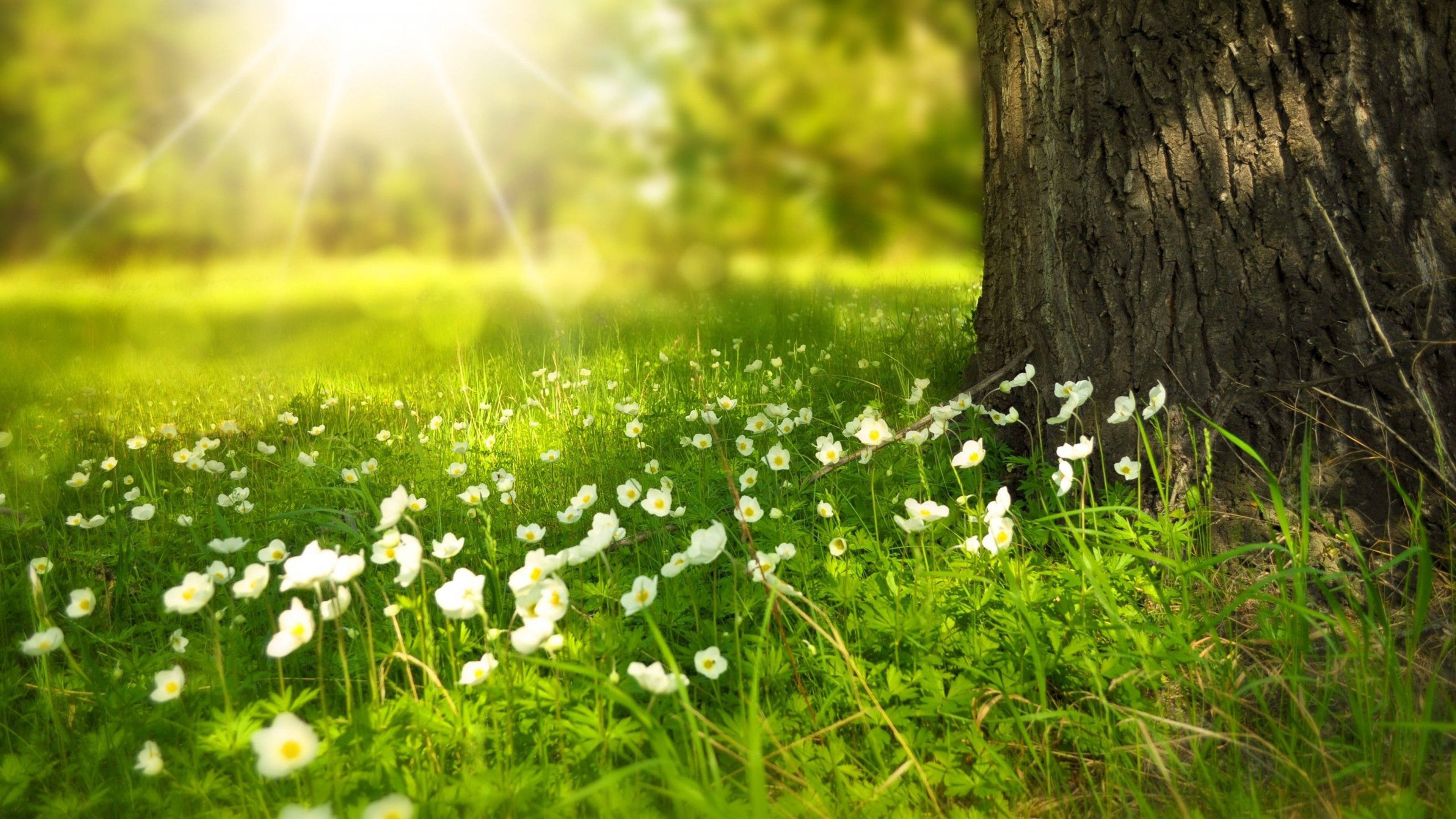 Árbol en Floración con Flores de Primavera 4K Fondos de pantalla
