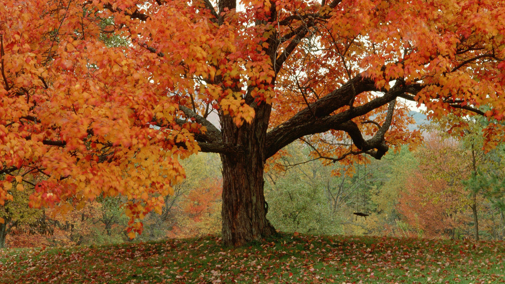 Árbol grande de otoño lindo Fondos de pantalla