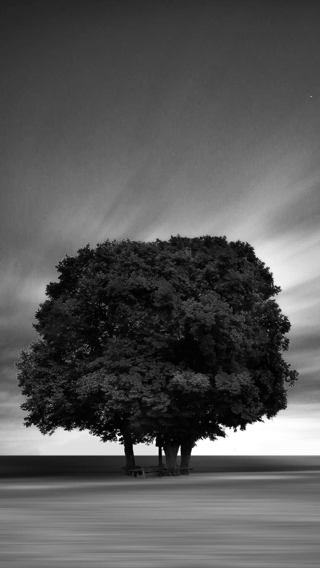 Árbol monocromático con hojas frondosas Fondos de pantalla