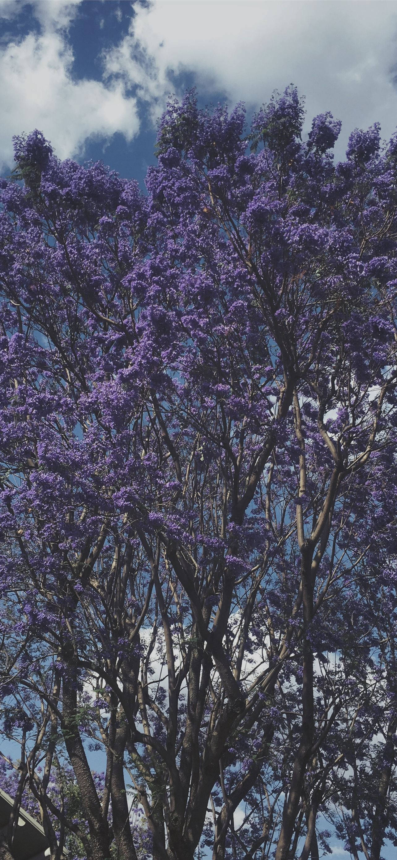 Árbol Morado Genial Fondos de pantalla