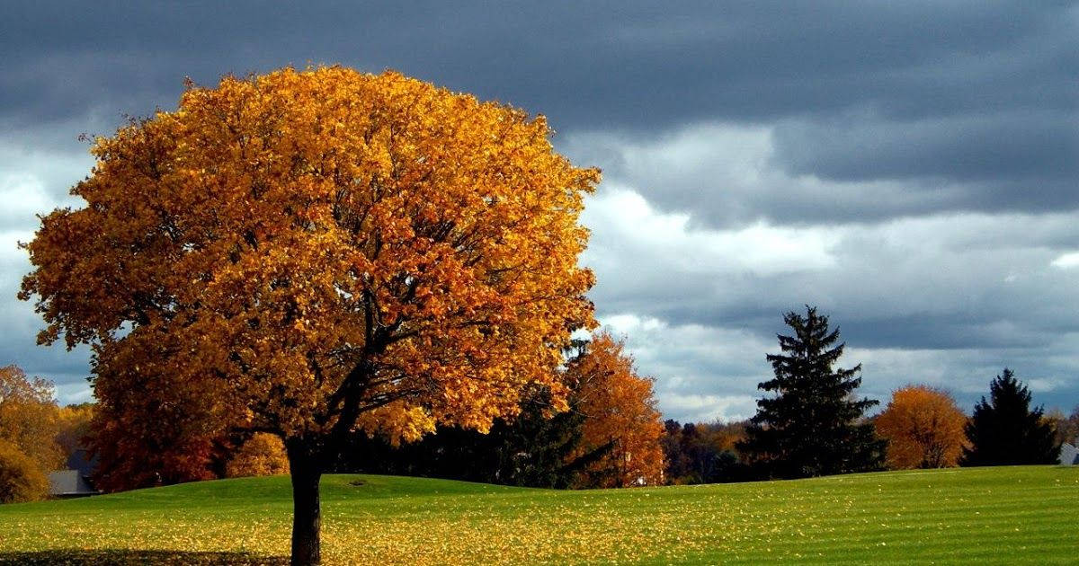 Árbol Naranja de Otoño para Pantalla Completa Escritorio HD Fondos de pantalla
